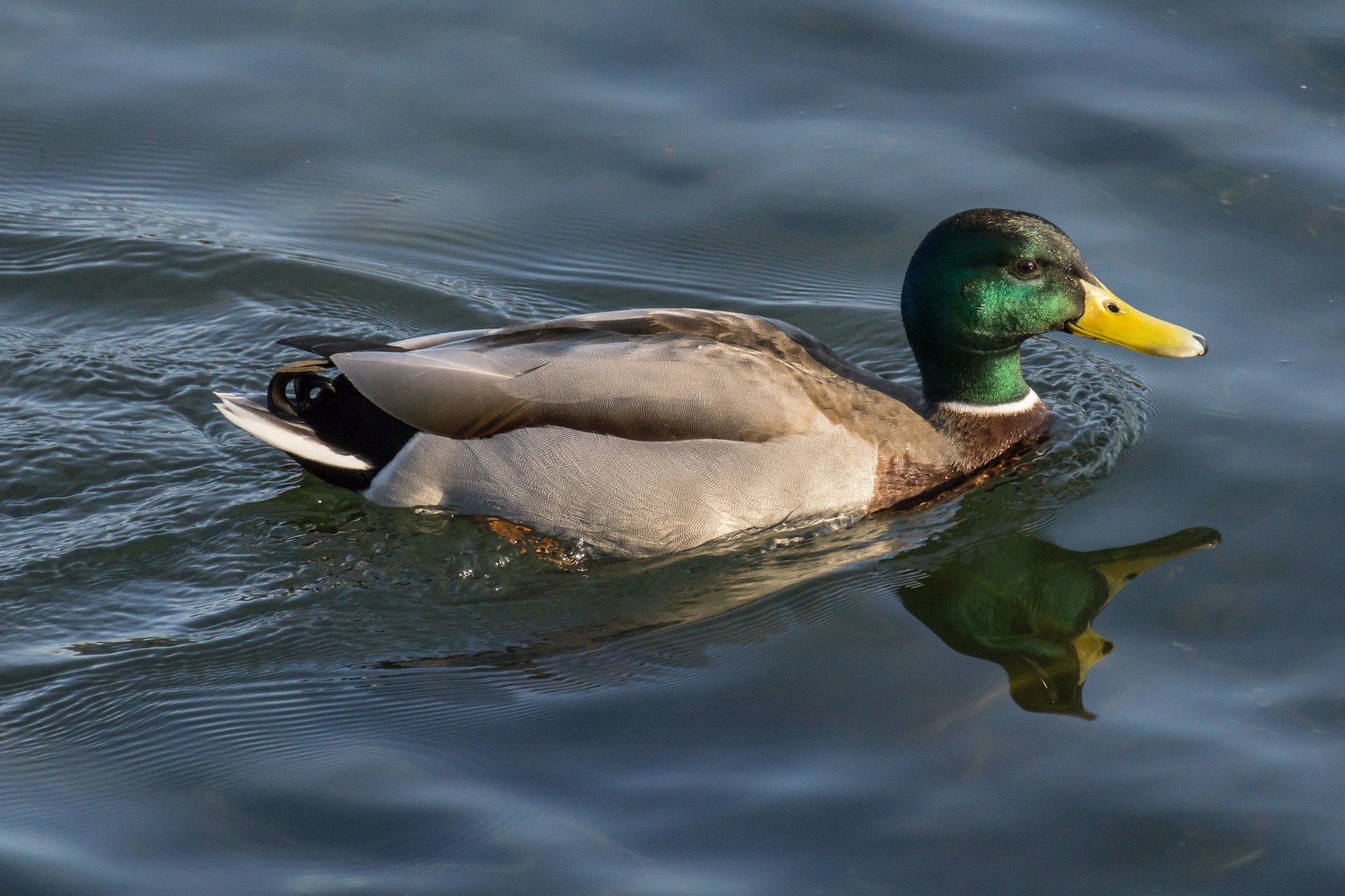 Male Germano reale - 5