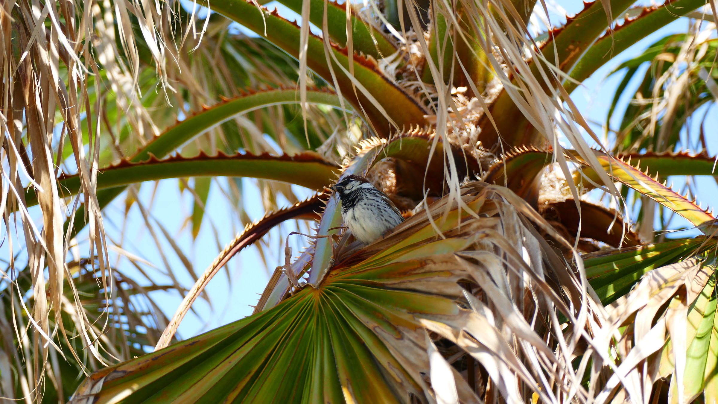 Cercando un posto per il nido