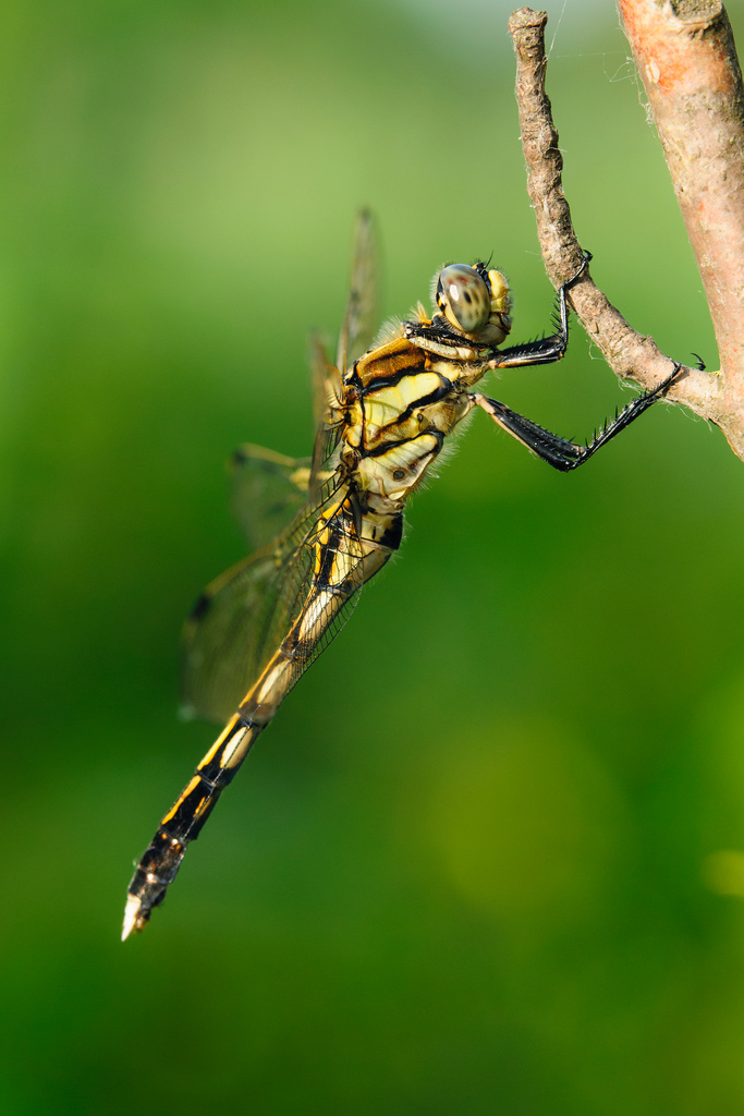 Libellula