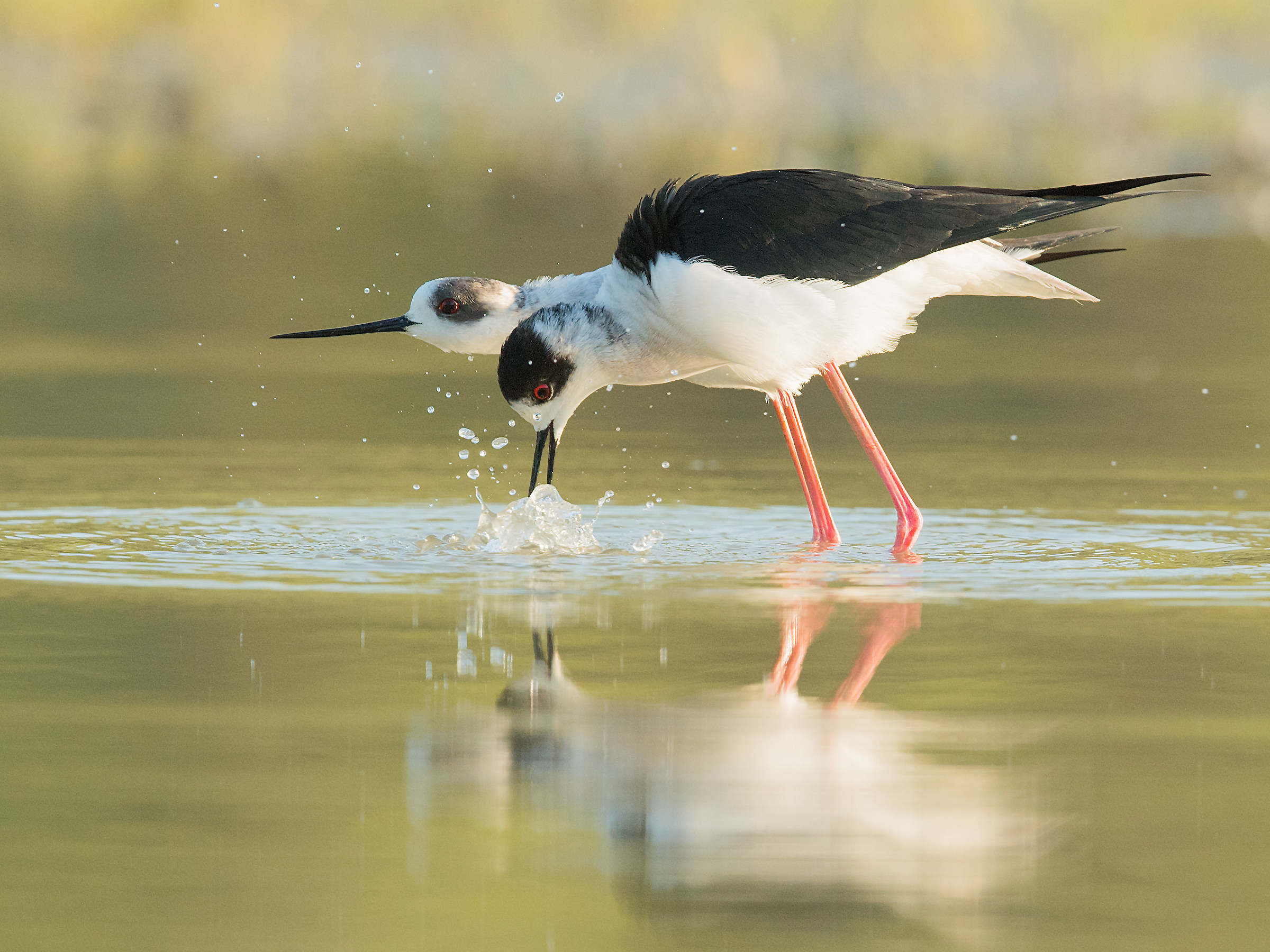 knights before courtship