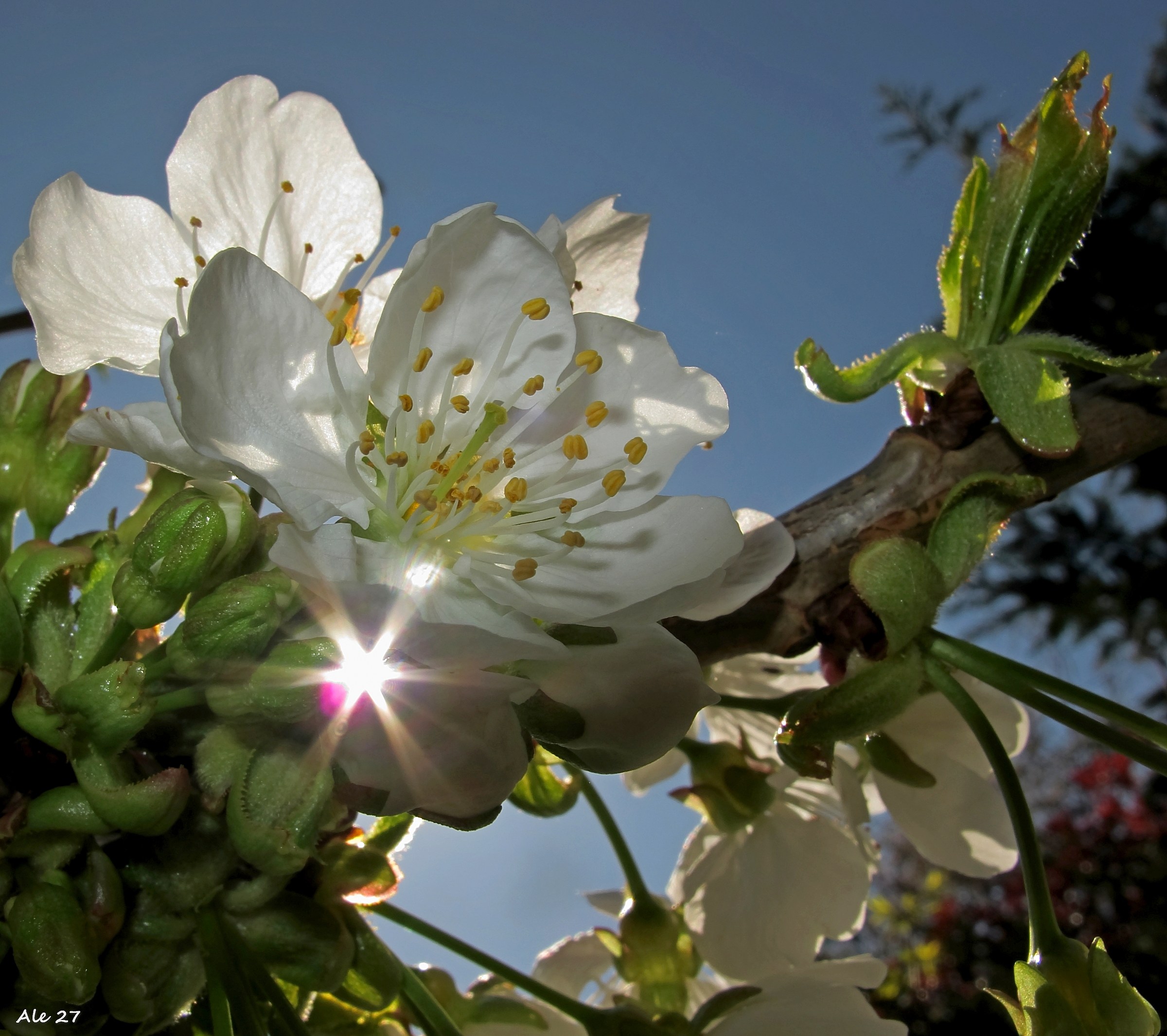 once upon a time ... the cherry blossom and the sun ...