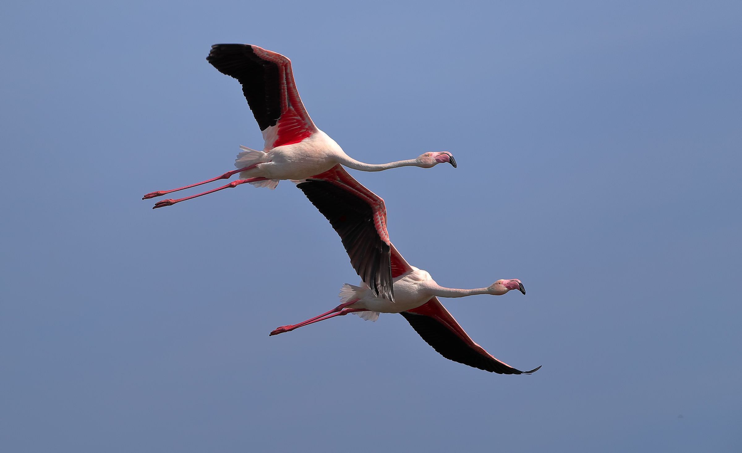 Flamingos in flight