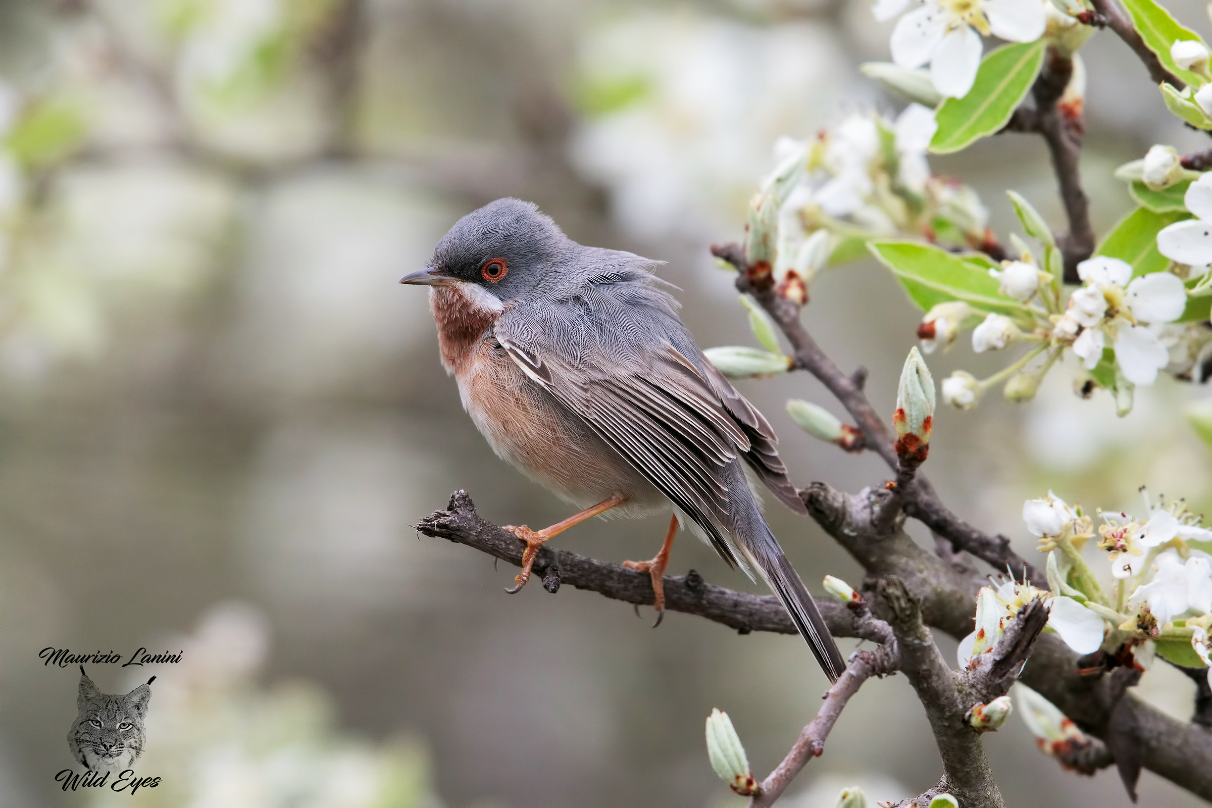 subalpine Warbler