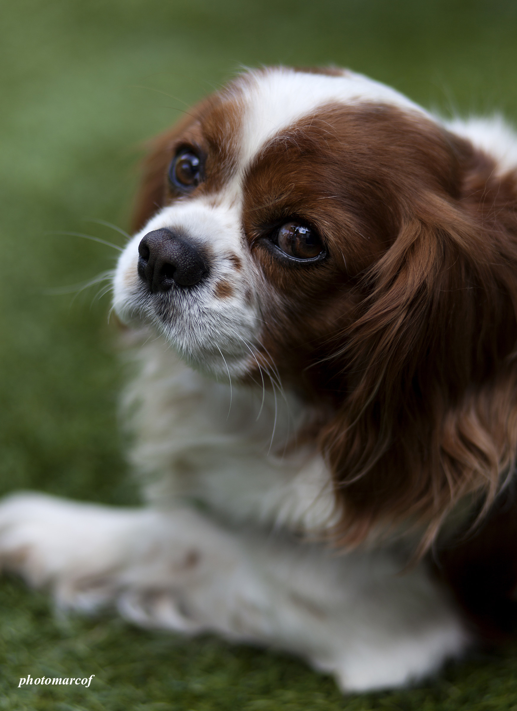 cavalier king