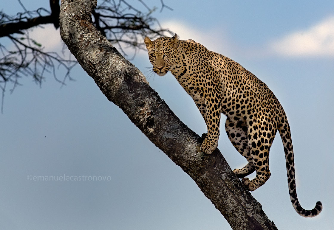 Leopard on the tree