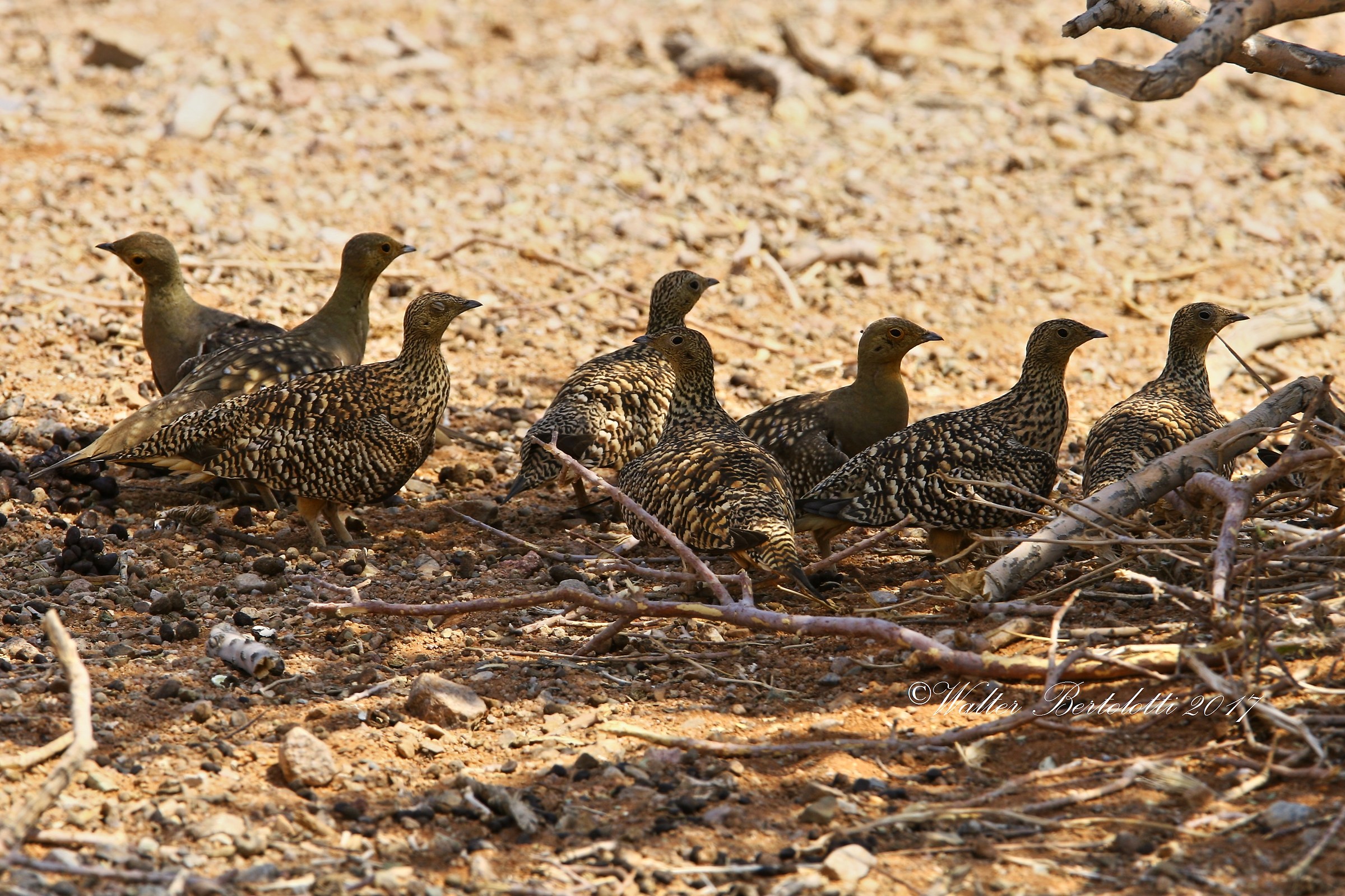 Namaqua sandgrouse