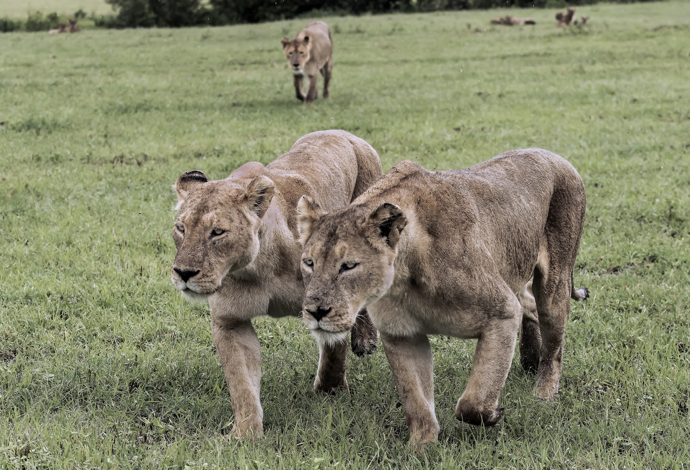 Tanzania 2017 - Per la caccia