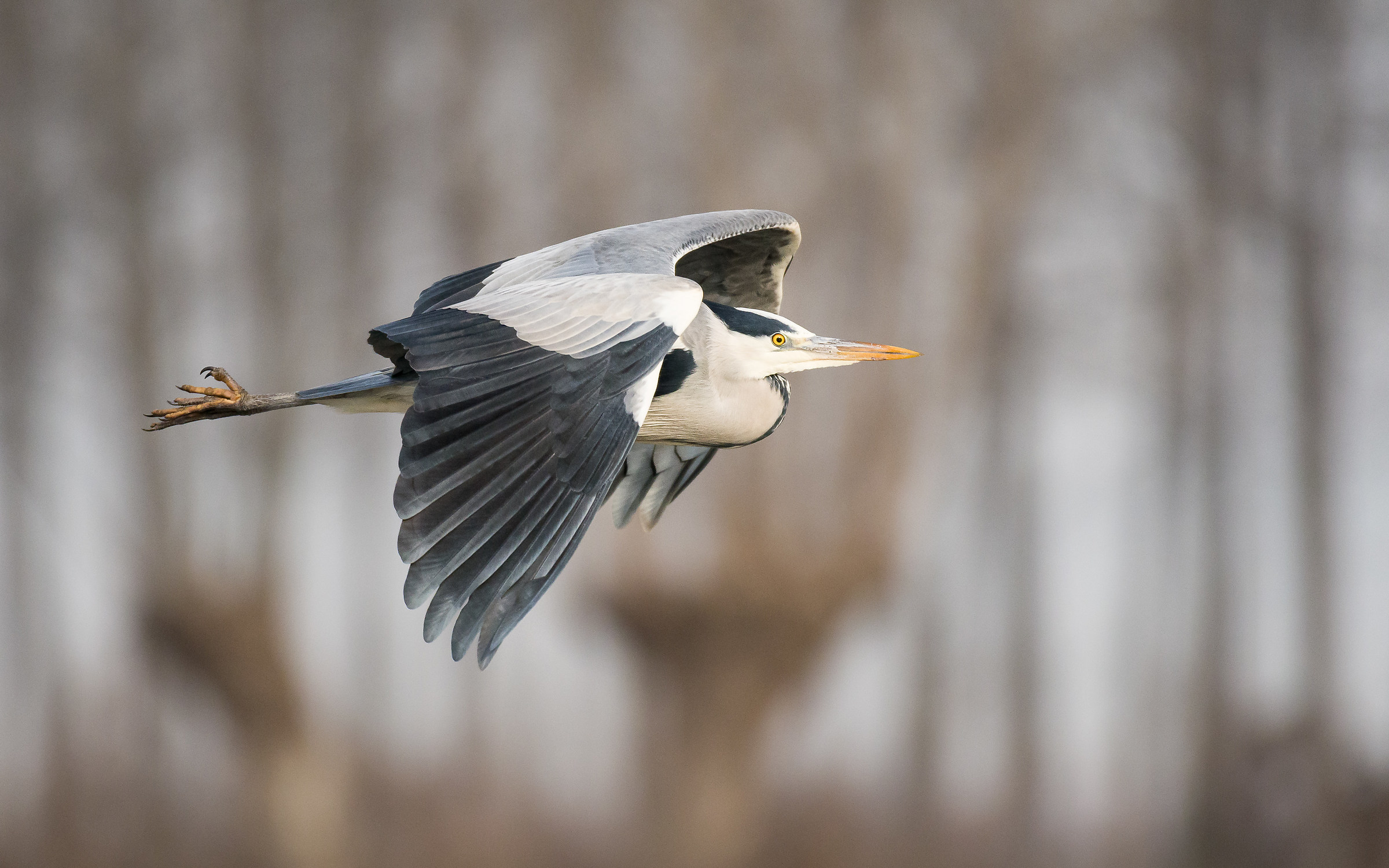 Gray Heron in flight