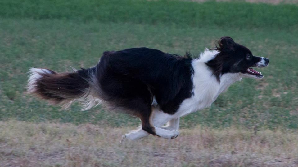 Run Run Run