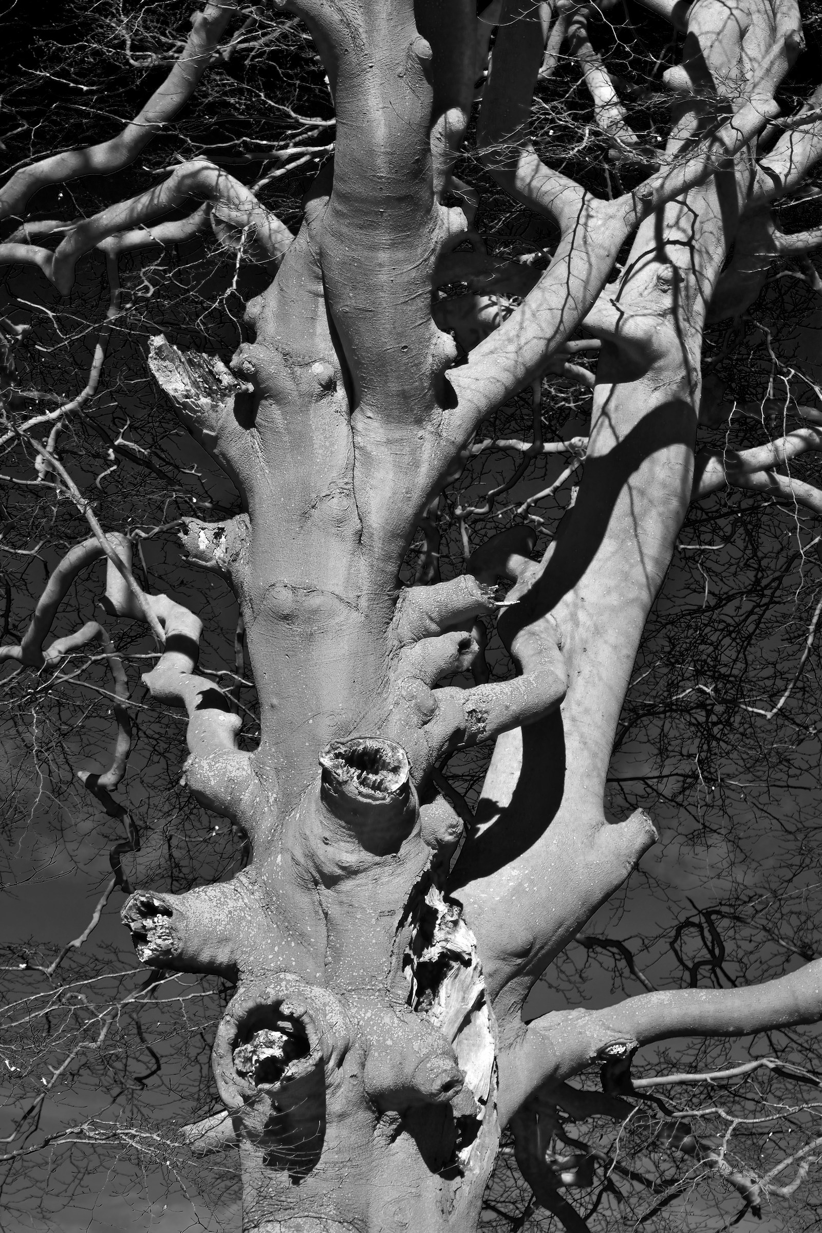 Se gli alberi Gaudi Progettato ...