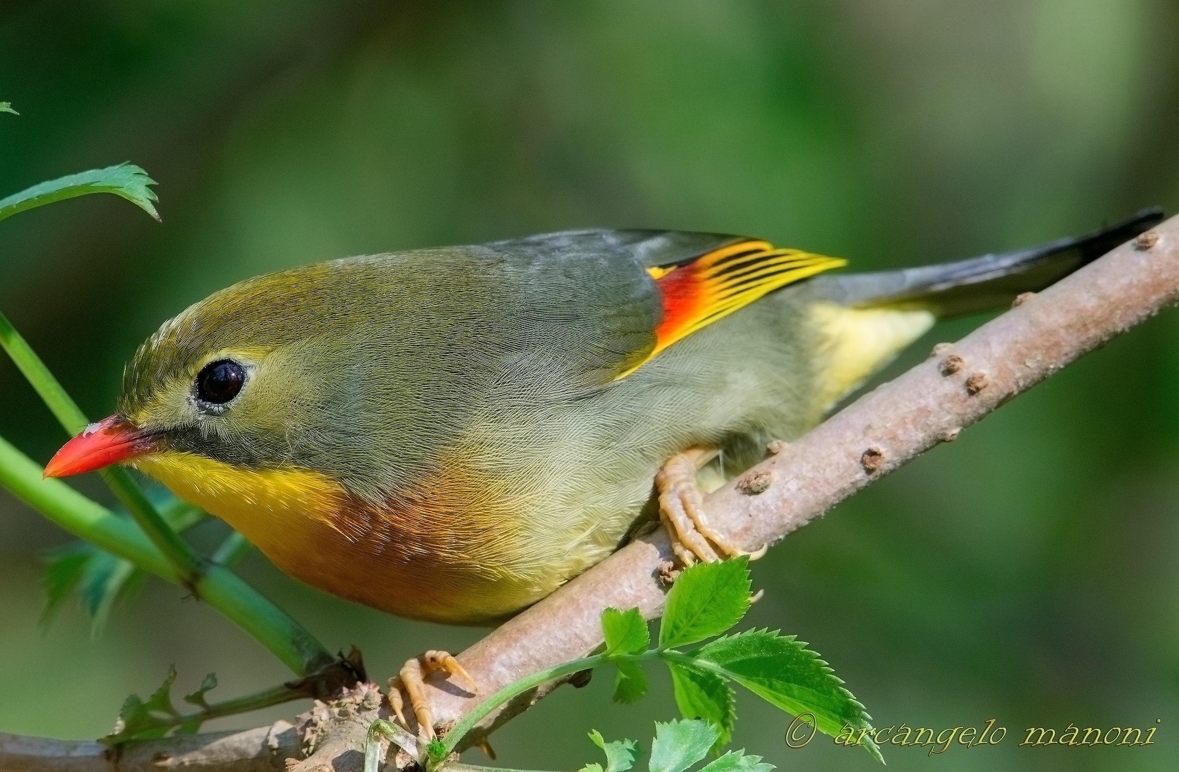Face to face with the nightingale of Japan