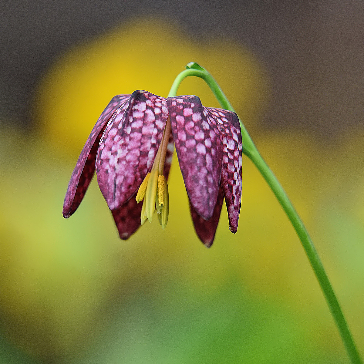 Chess flower  Fritillaria meleagris