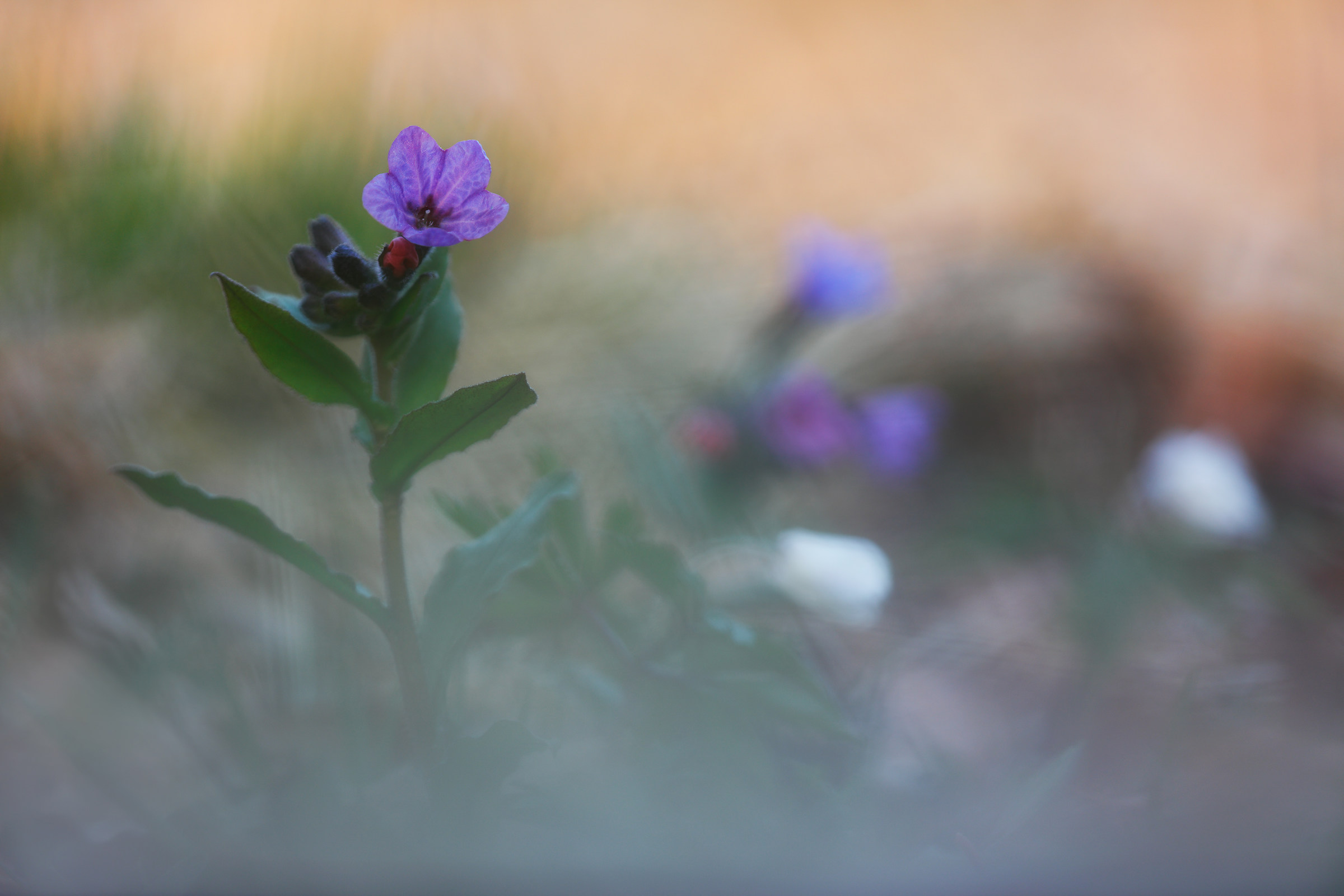 Pulmonaria officinalis