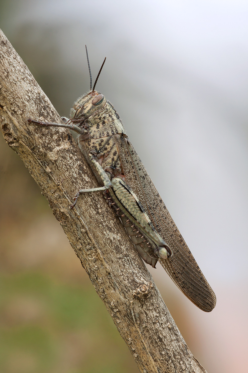 Locusta (Anacridium aegyptium)