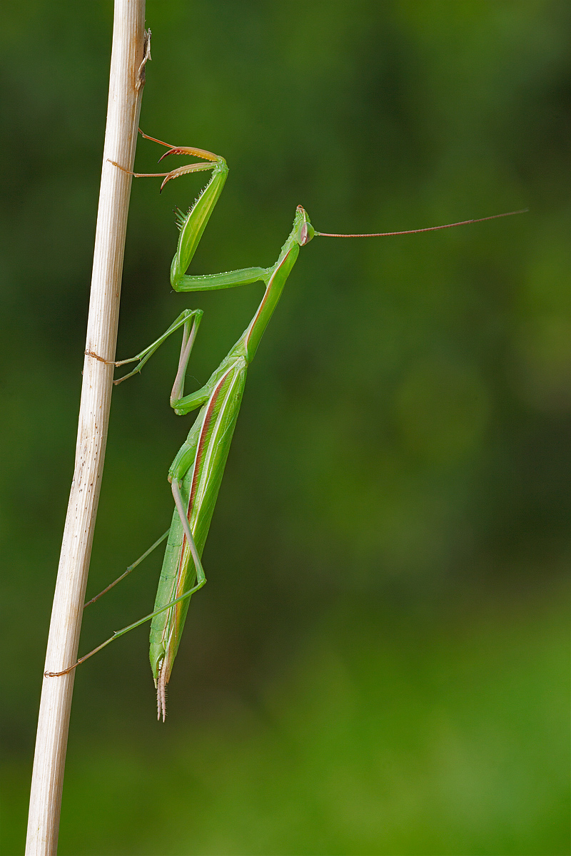 Mantide religiosa (maschio)