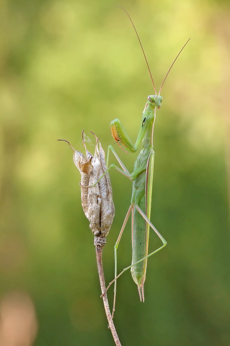 Mantide religiosa  (maschio)
