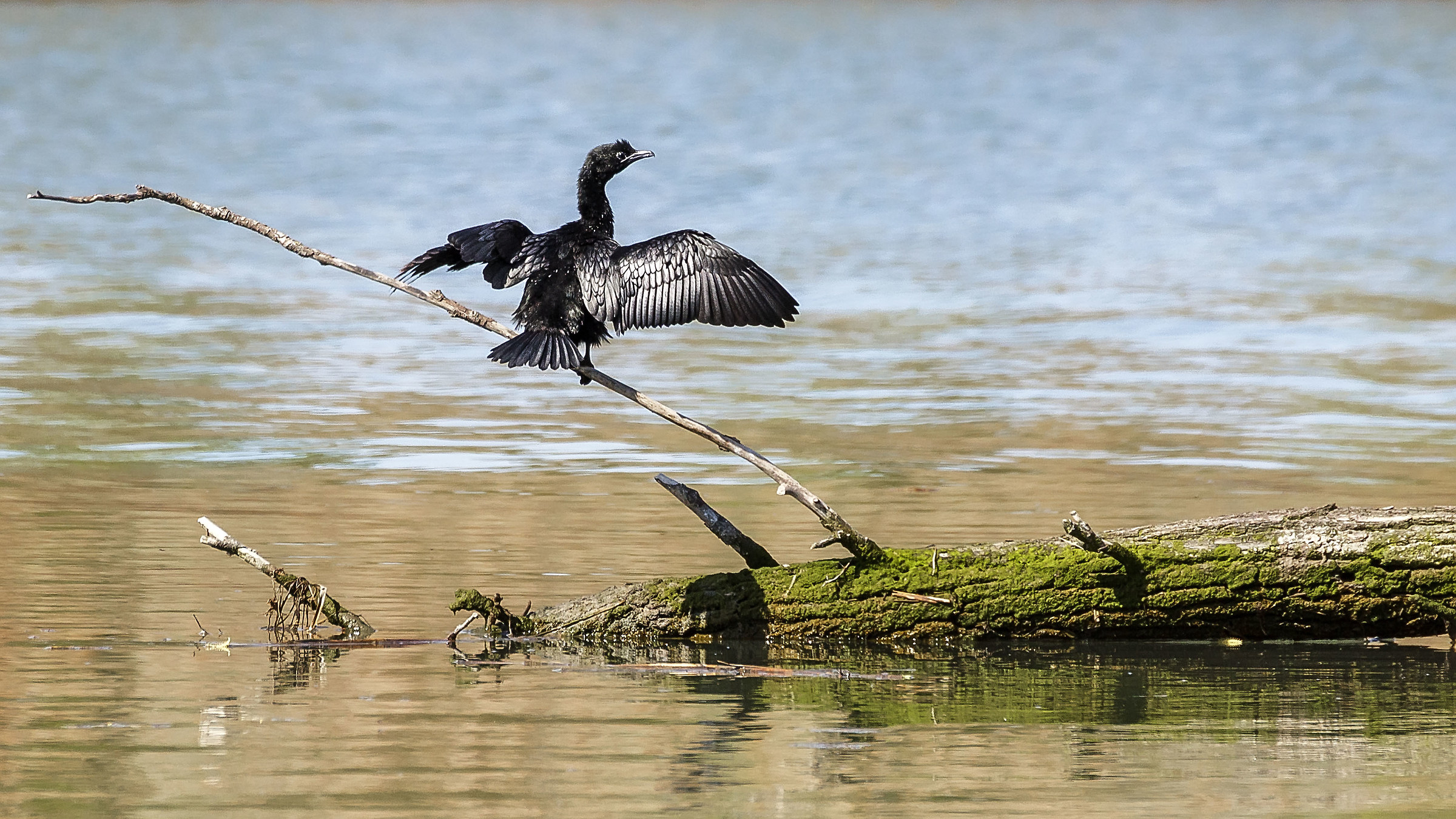 pygmy cormorant