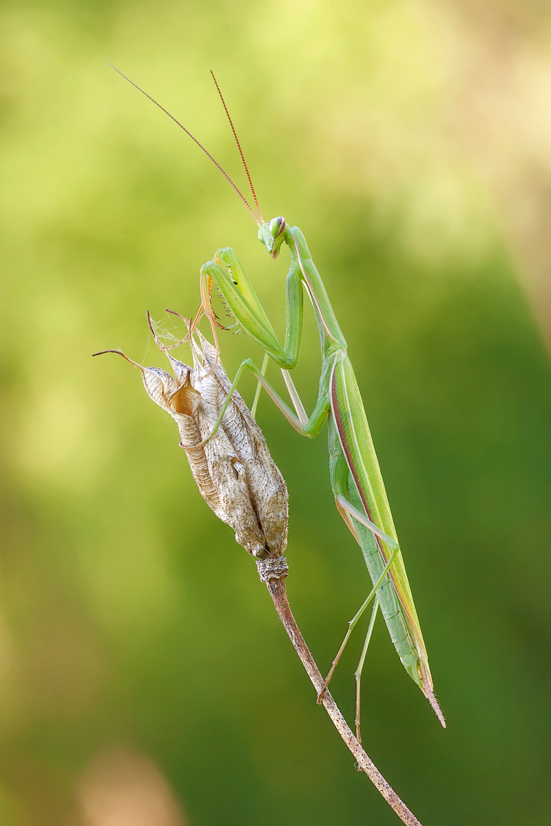 Mantide religiosa (maschio)