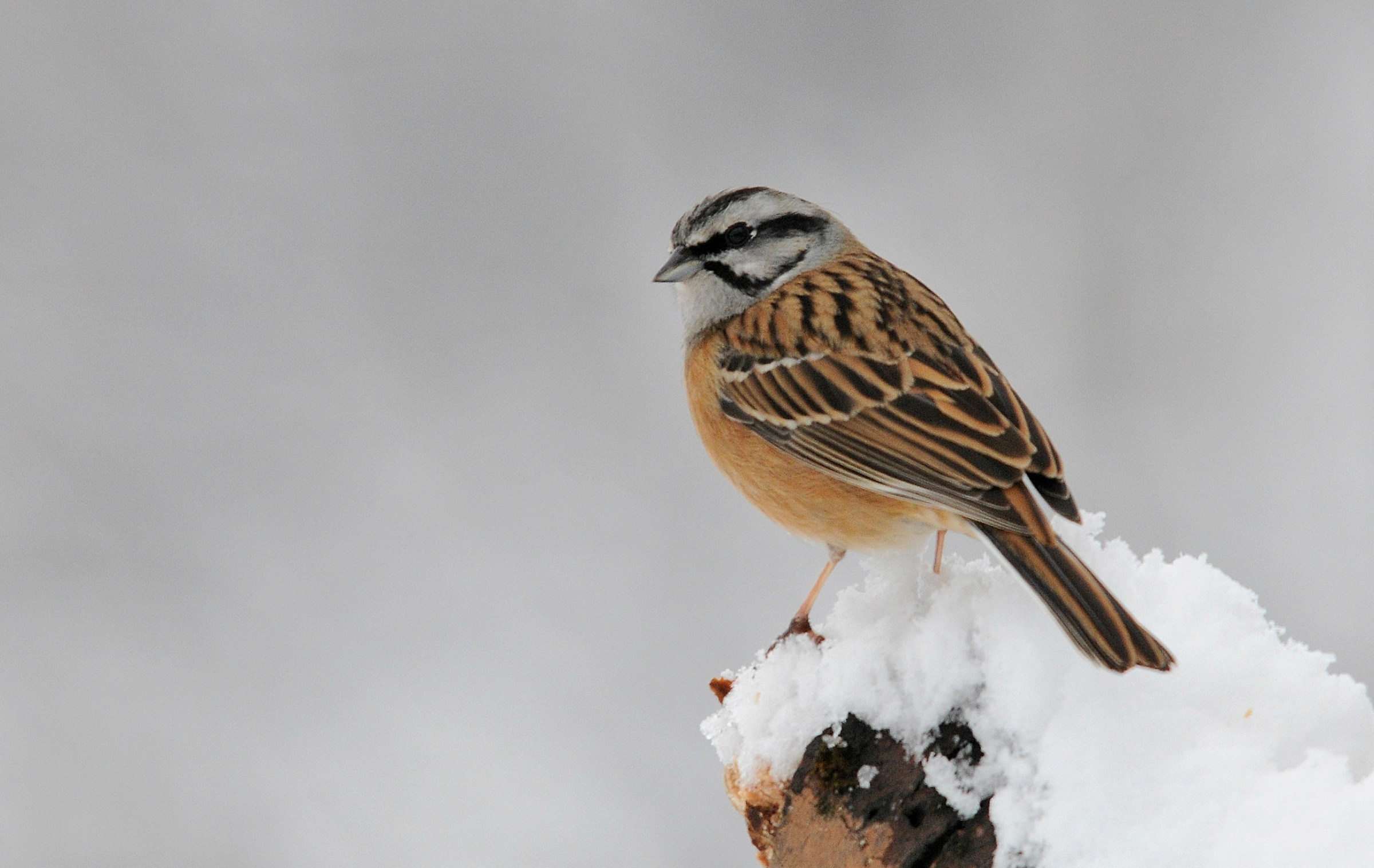 Muciatto innevato...