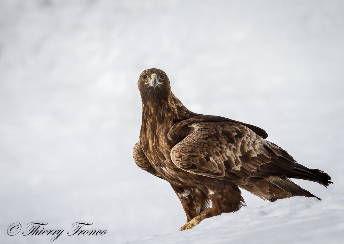Golden Eagle