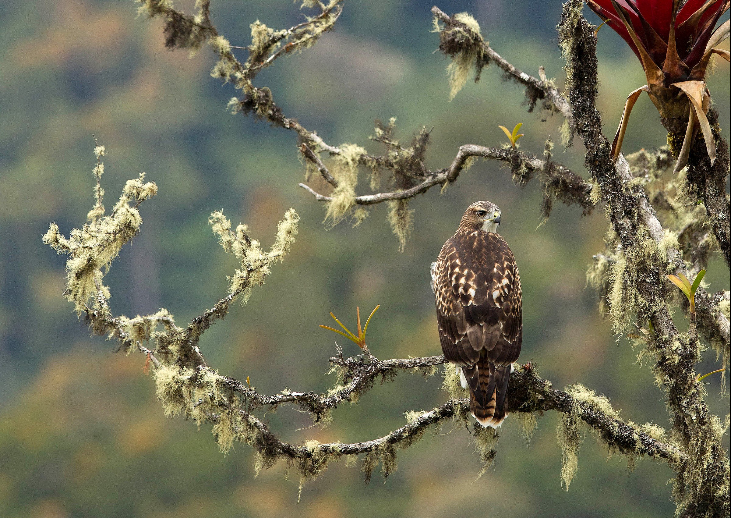 Red tailed hawk