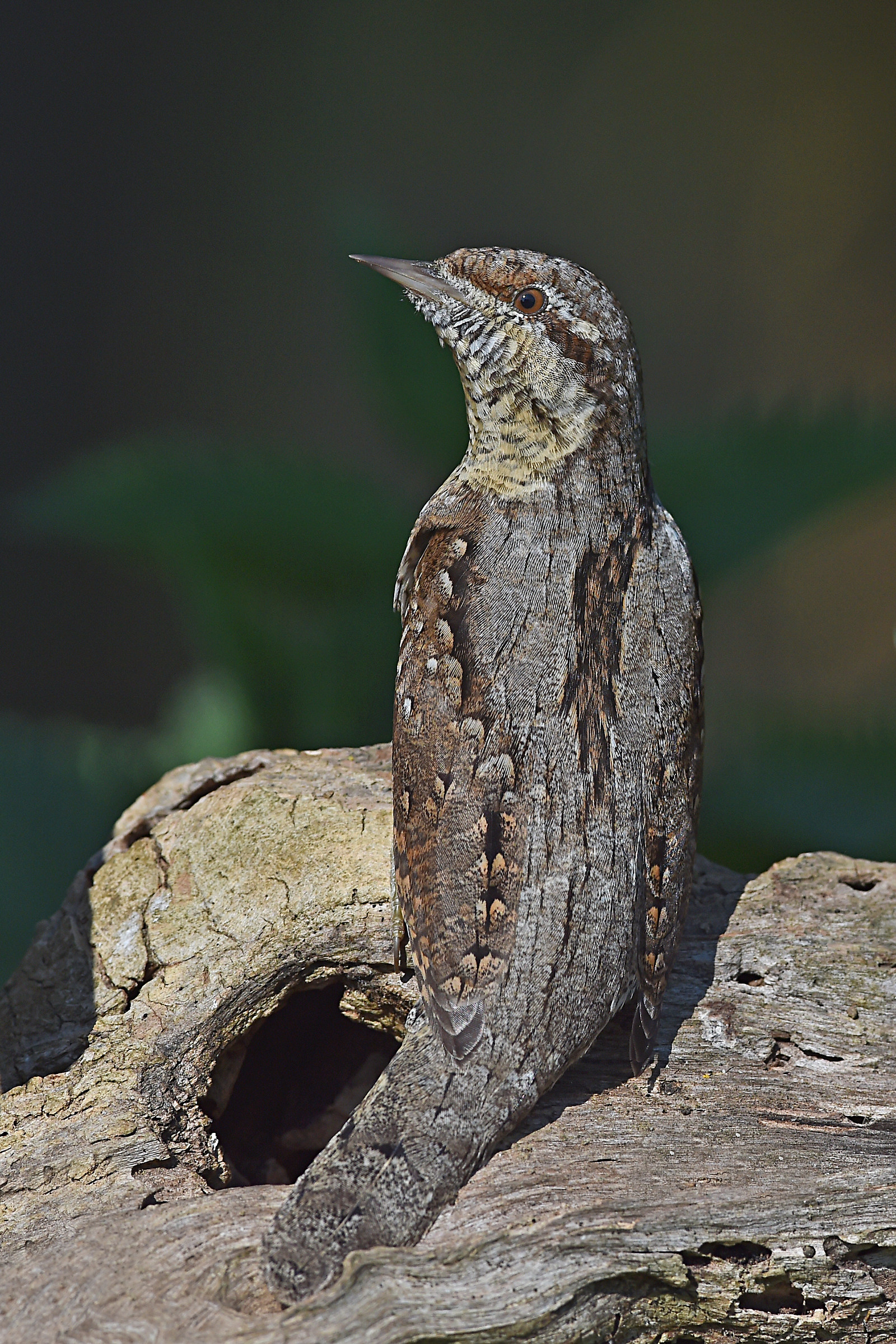 Dating plumed 3 (torticollis)