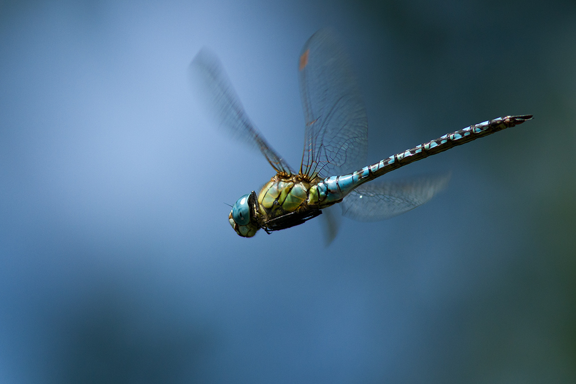 Blue-eyed Hawker