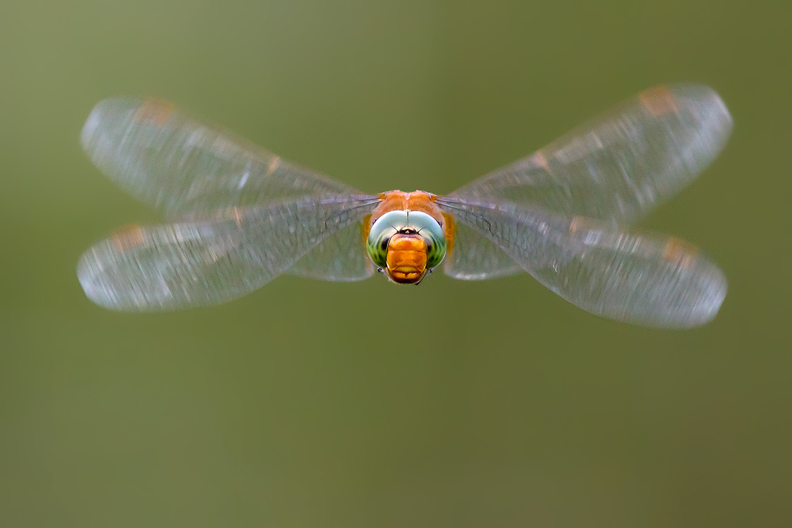 Norfolk Hawker