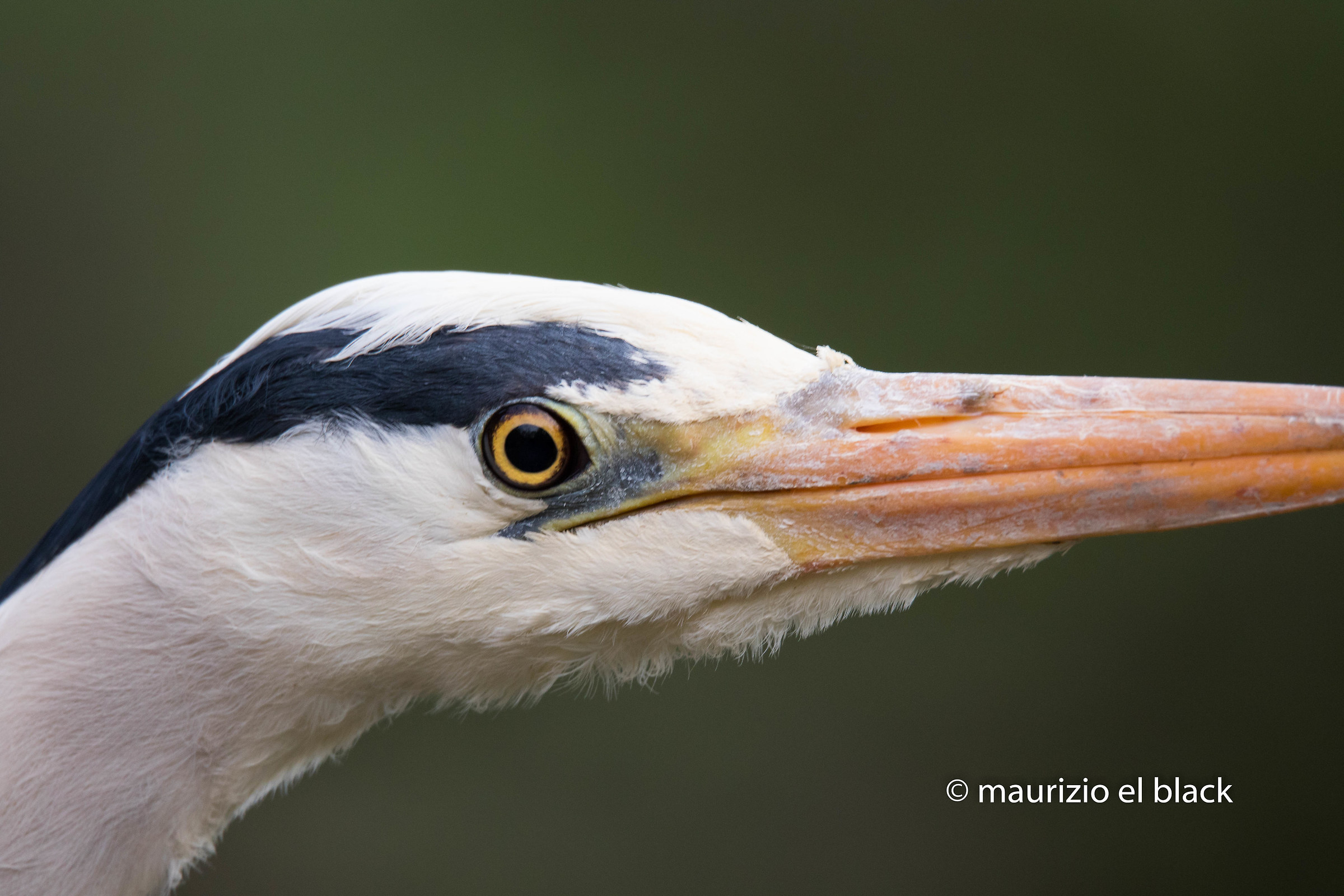 heron a little too close