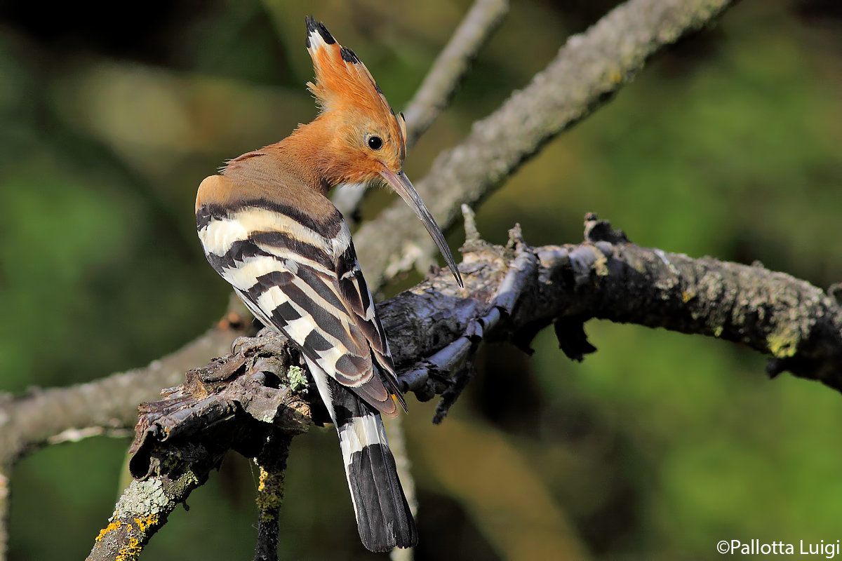 Hoopoe (Upupa epops)