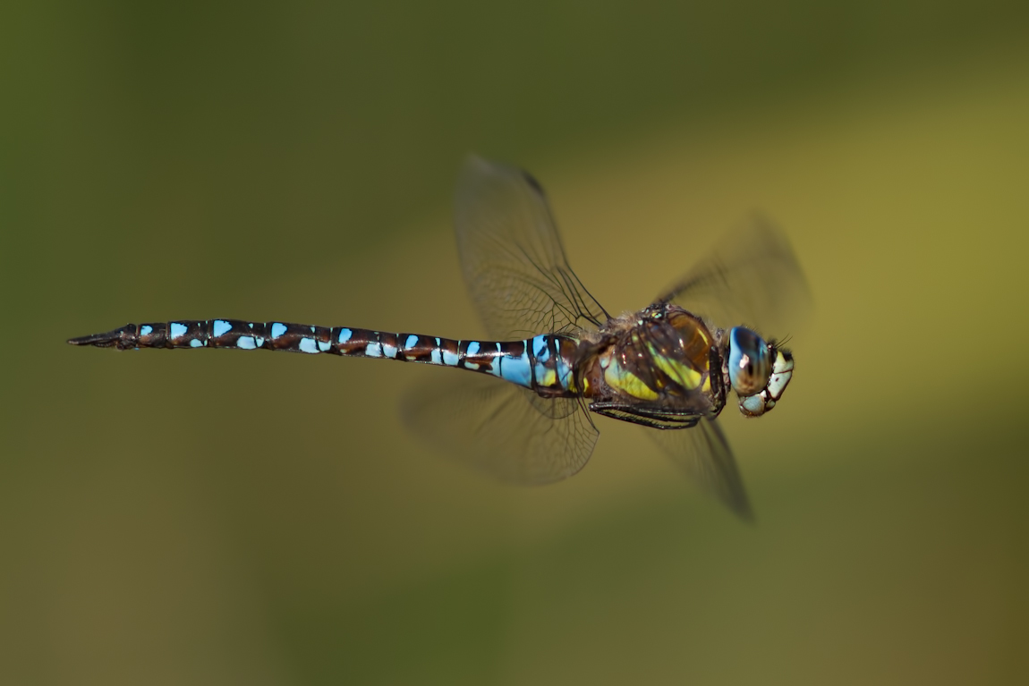 Migrant Hawker