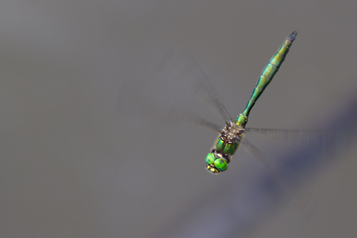 Smeraldo brillante in un'ombra