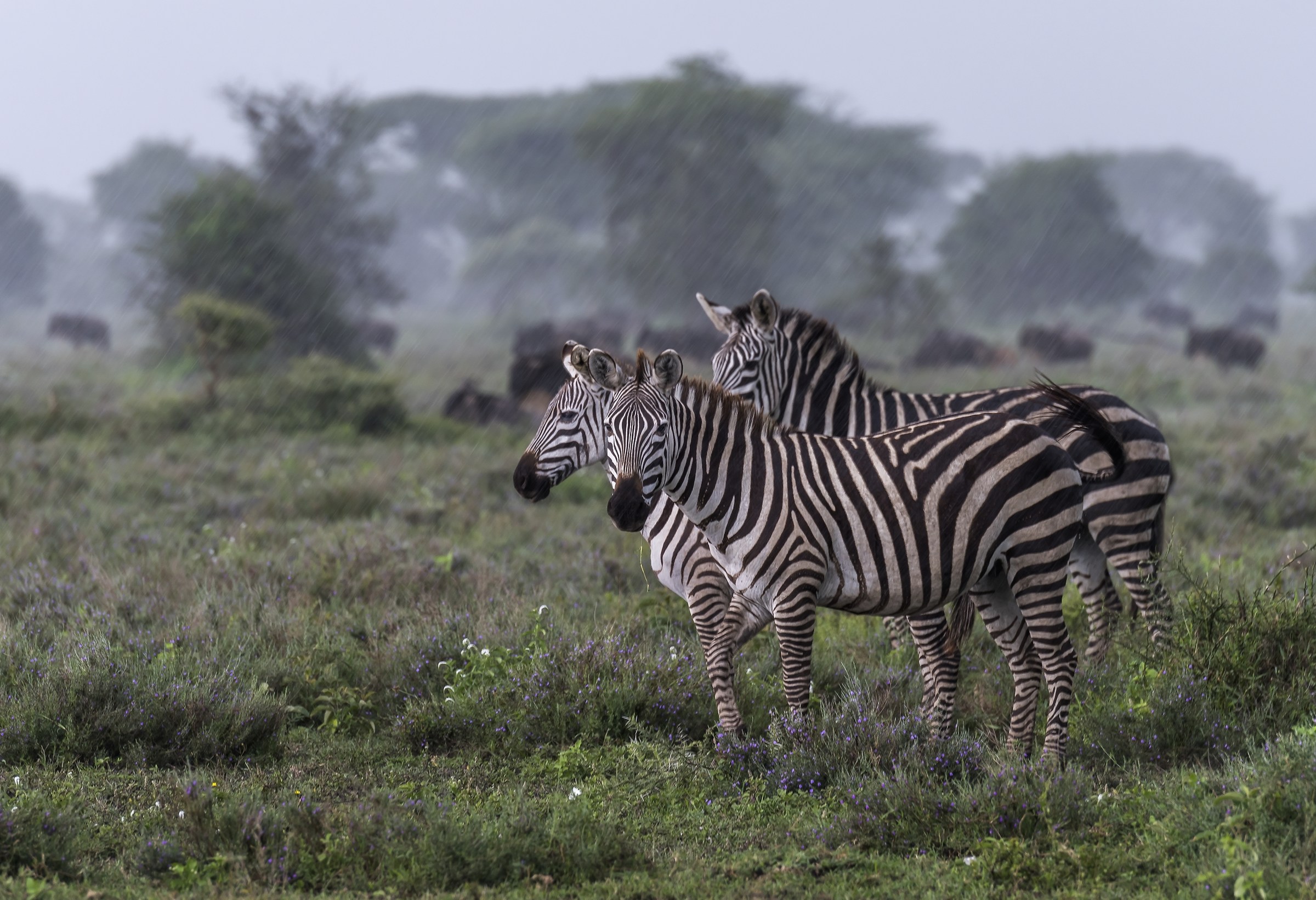 Tanzania 2017 - Sotto la pioggia