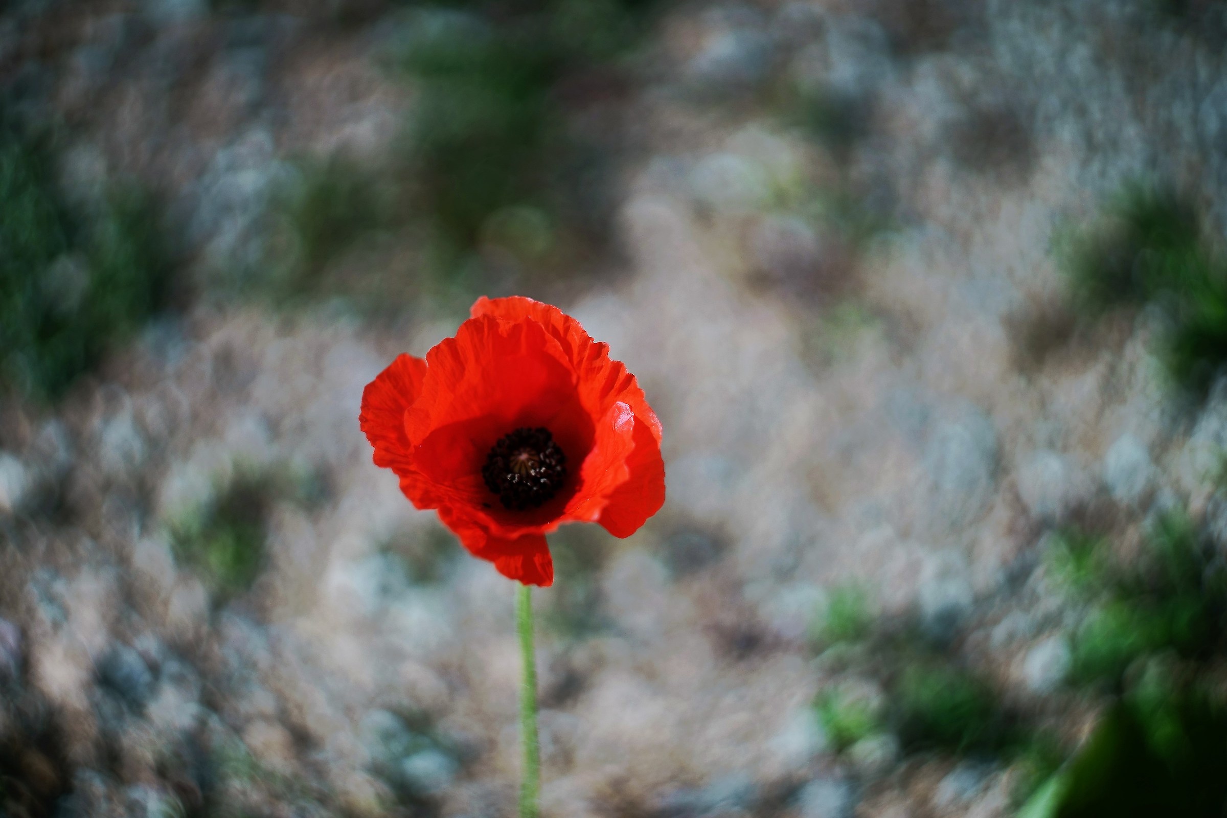 la mia prima foto con lo zenit helios 44-2.  58/2