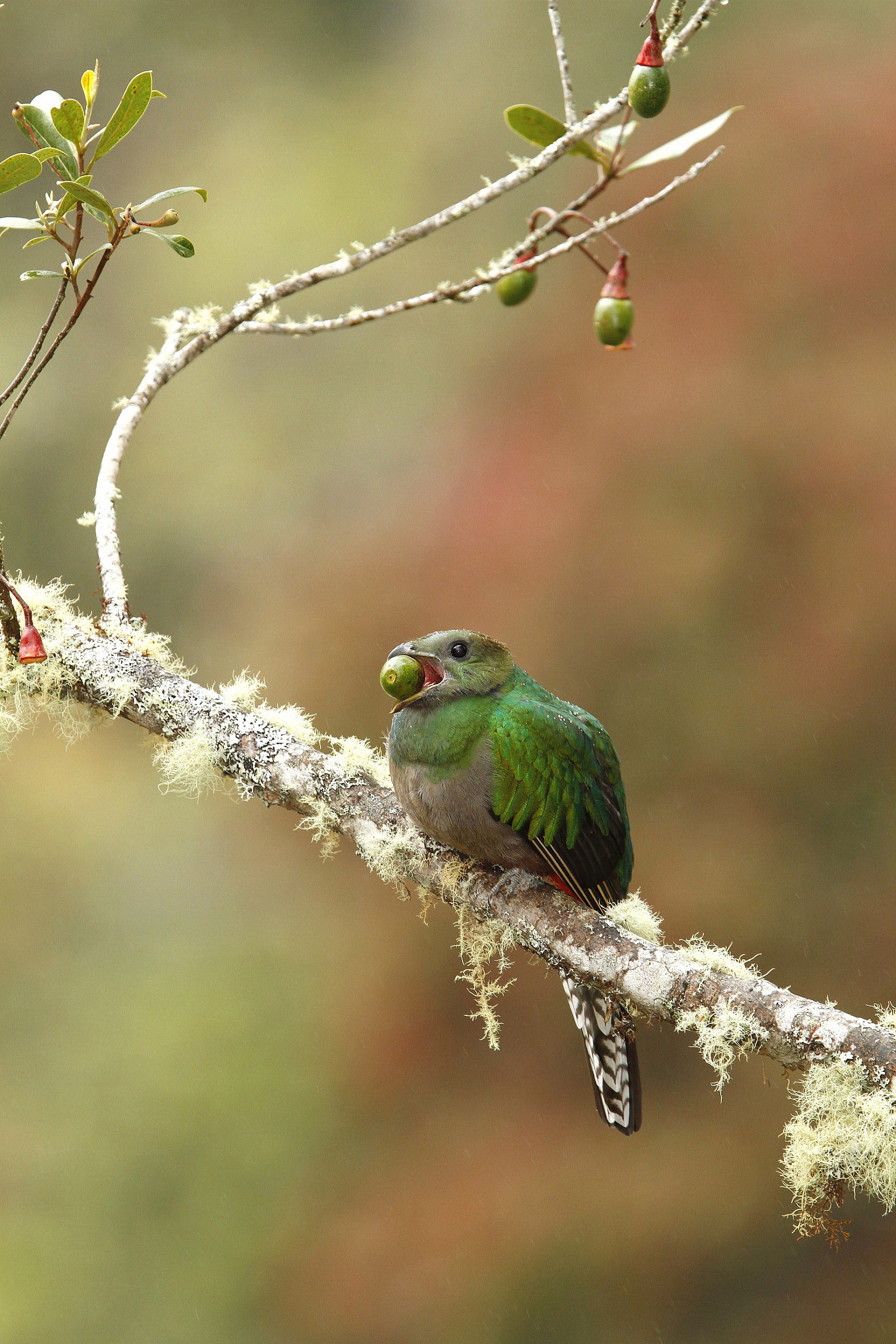 Femmina Quetzal