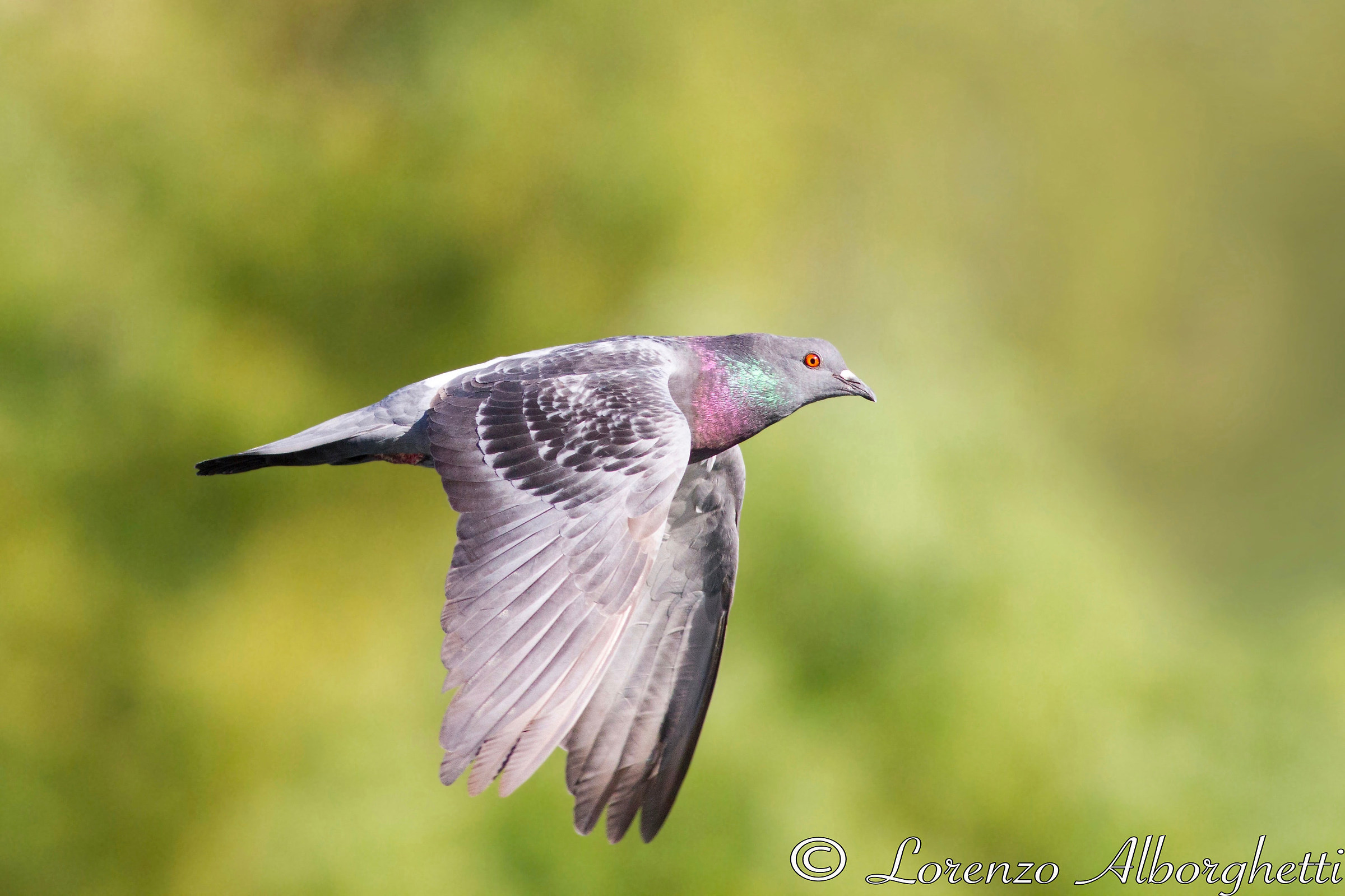 Piccione comune - pigeon