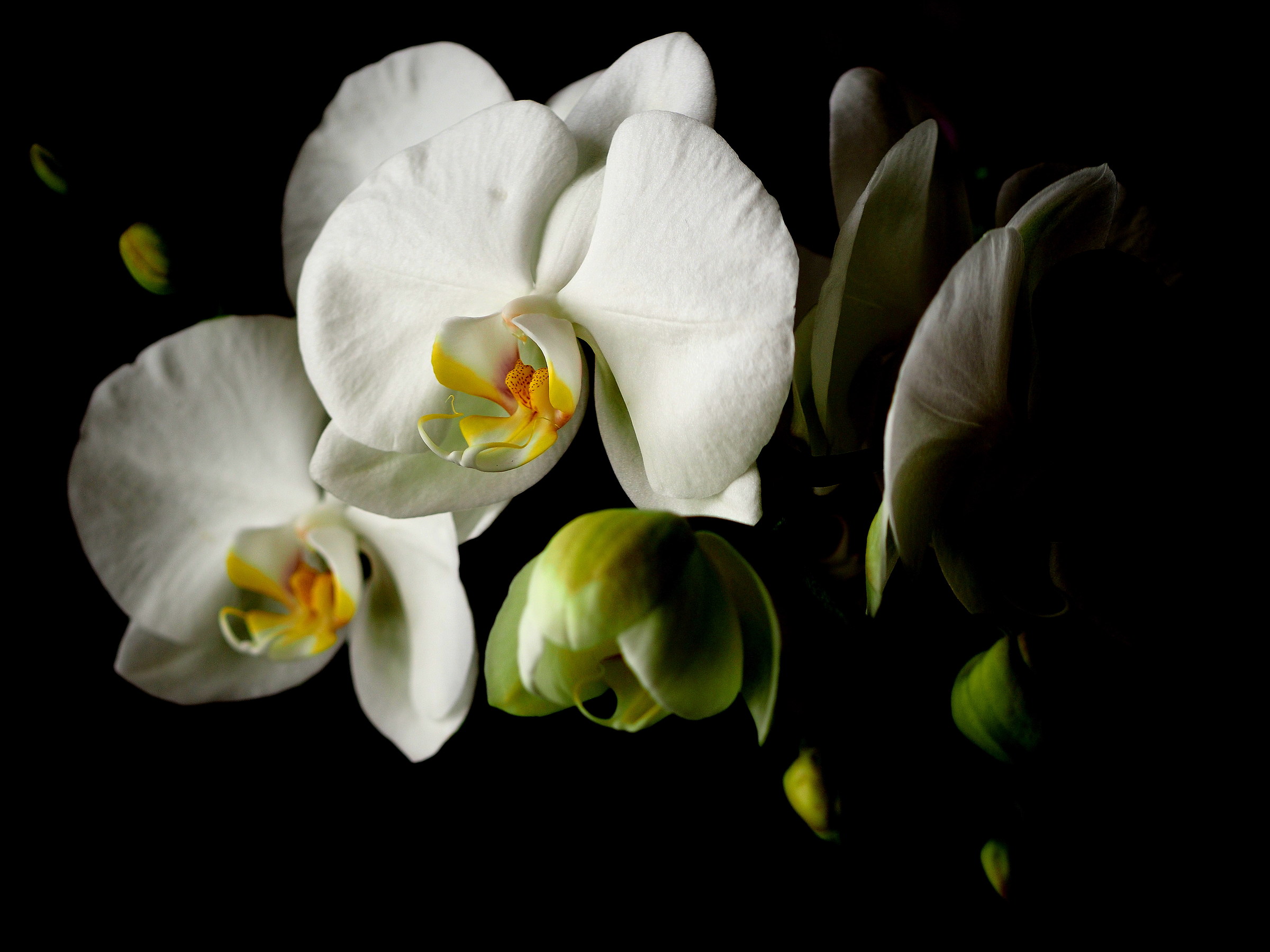 Phalaenopsis