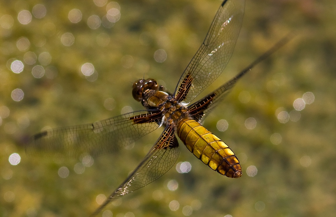 Broad-bodied Chaser (Libellula depressa) - femmina in fl