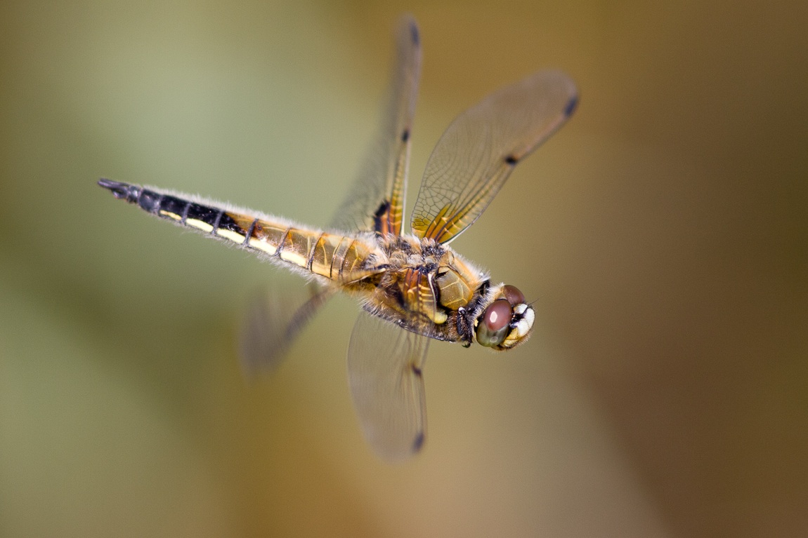 Quattro-macchiato Chaser