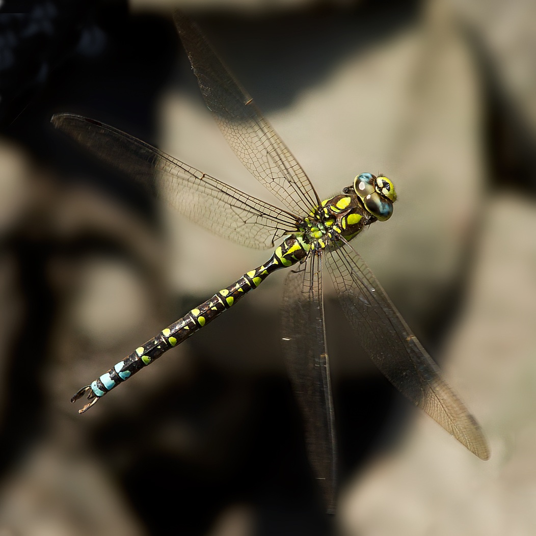 Southern Hawker