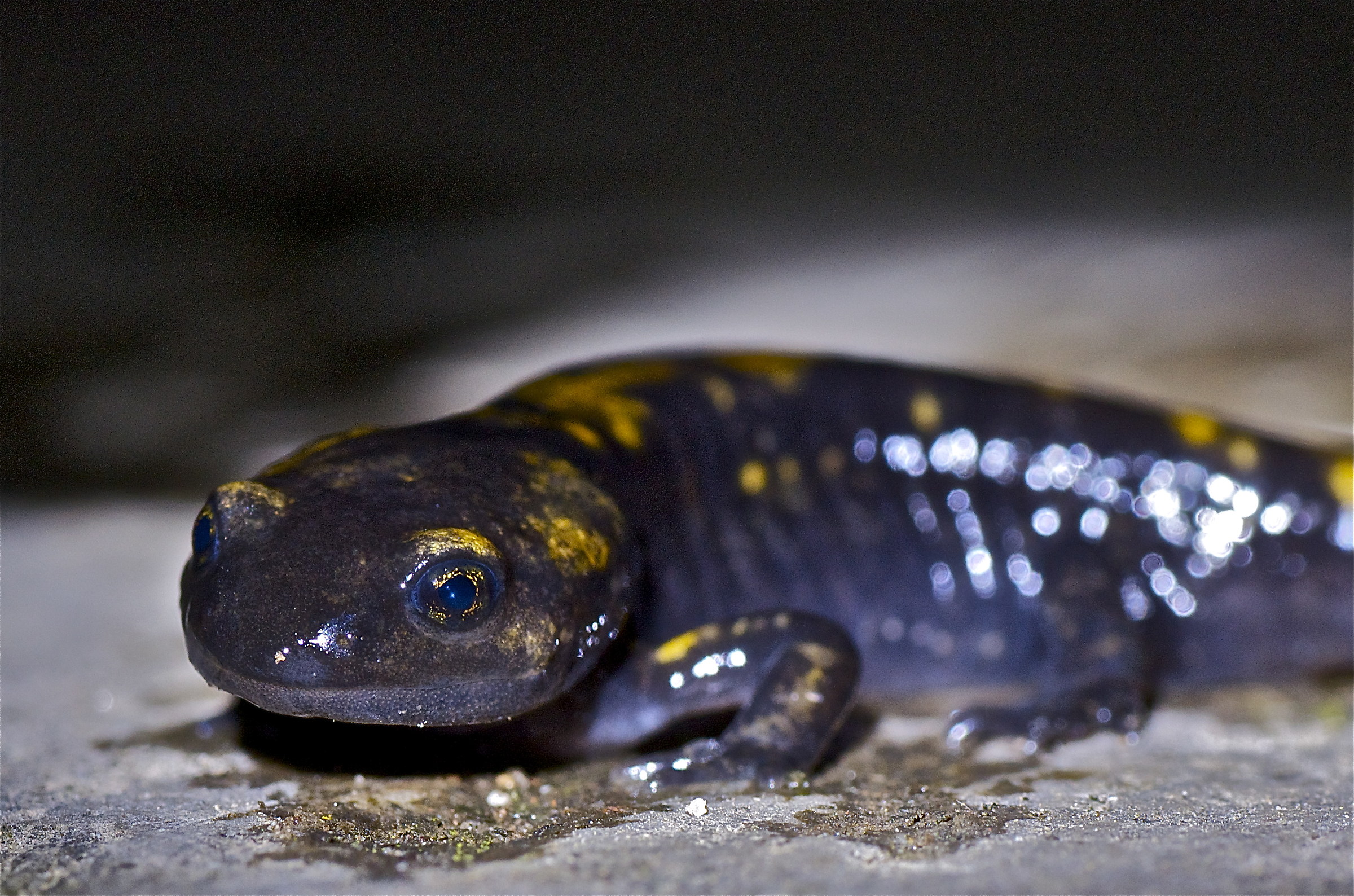 Salamander Salamander young