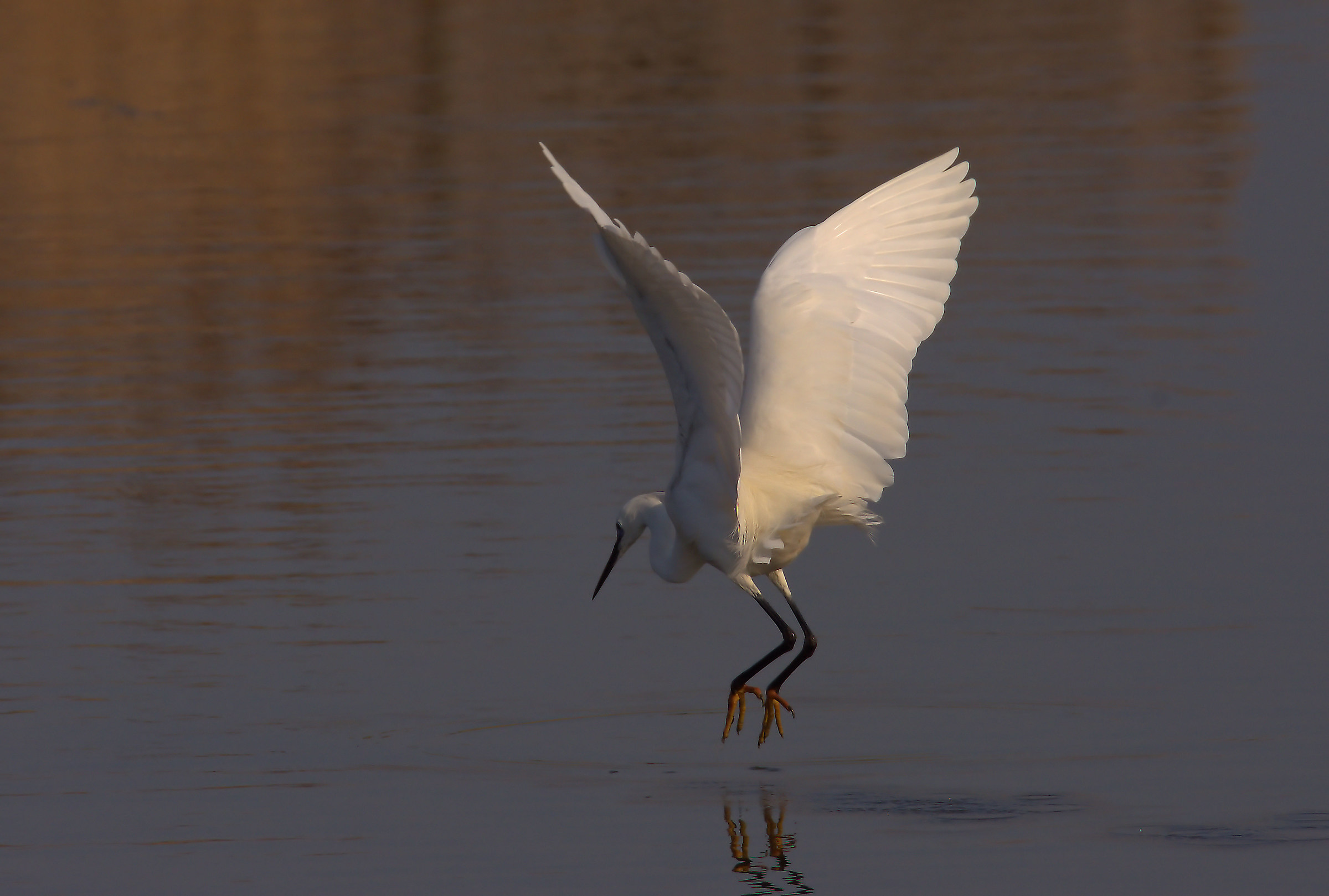 Egret