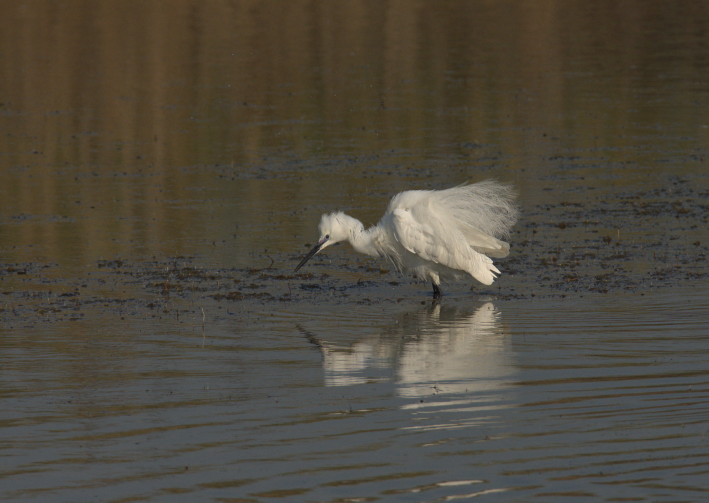 Egret