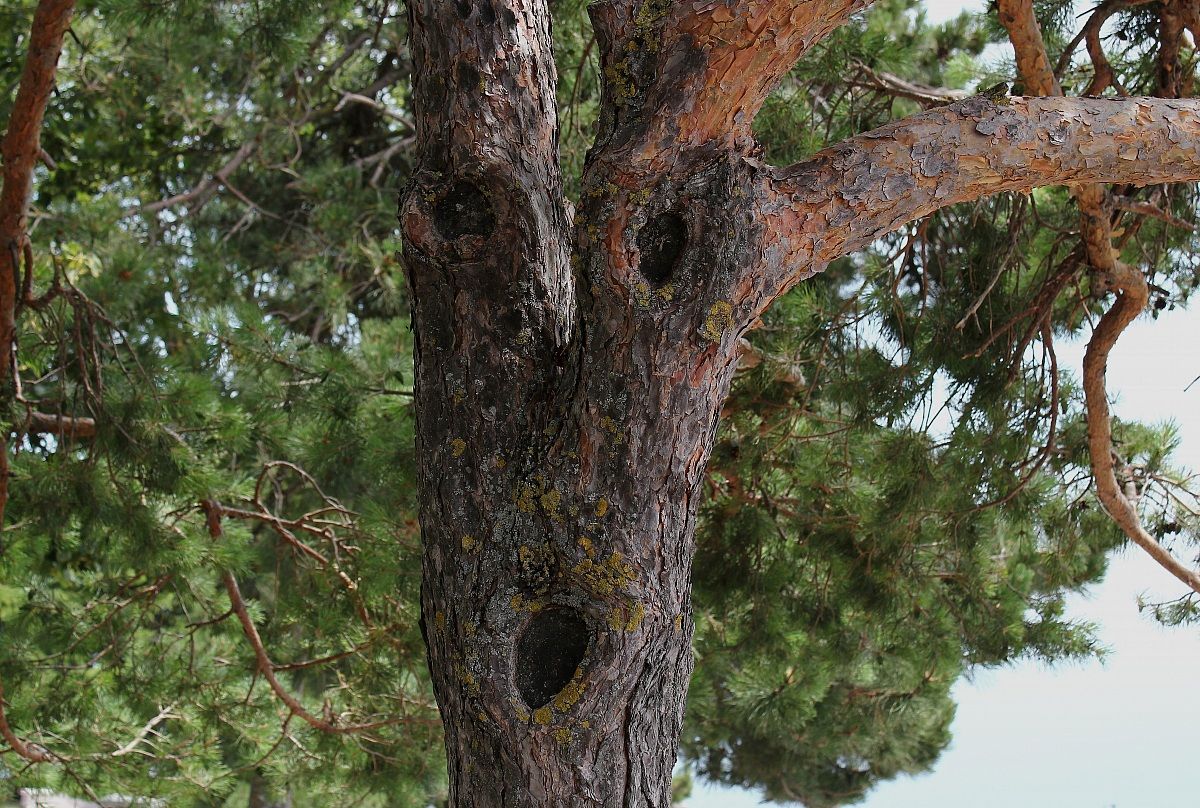 Ritratto di alberuomo