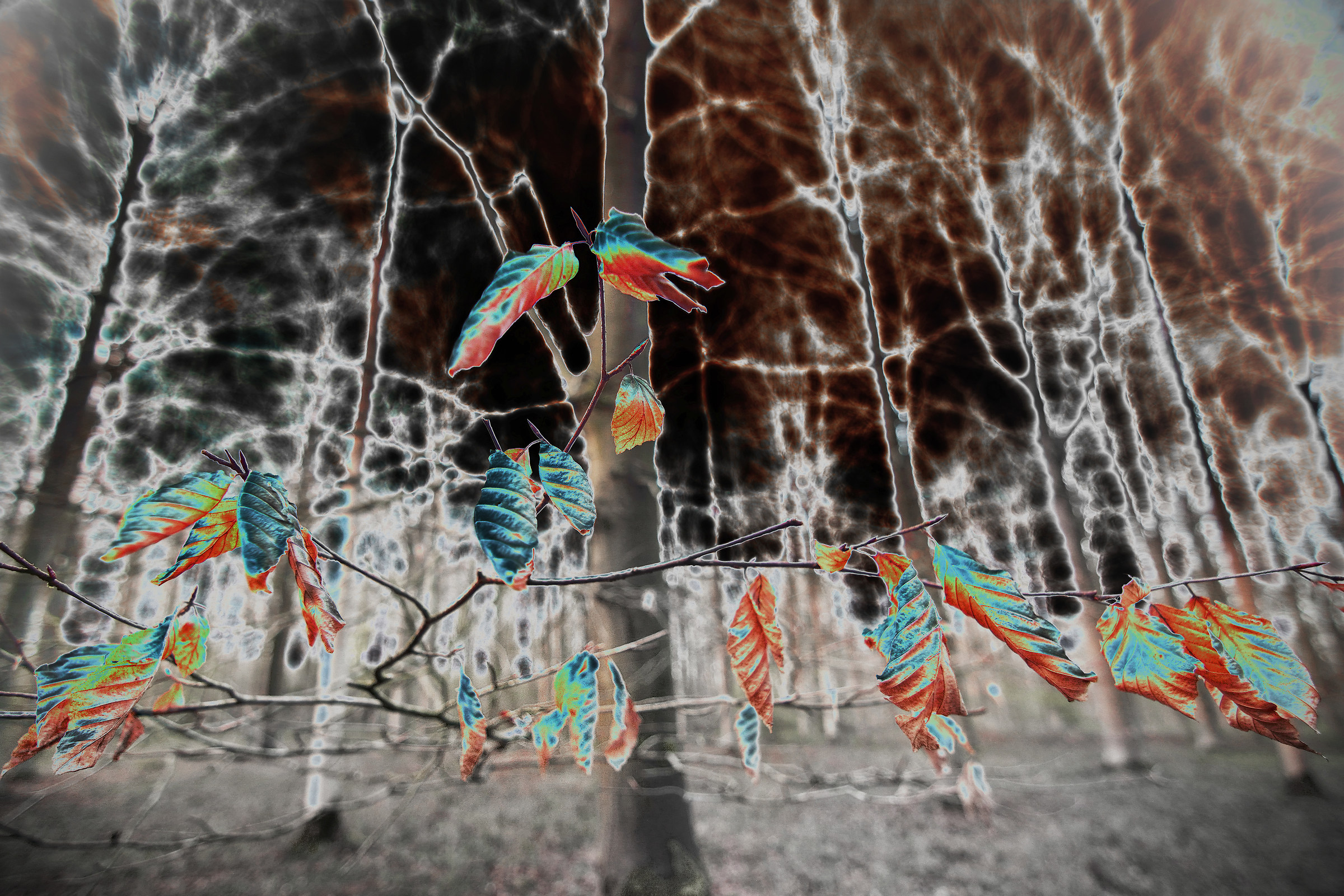 'Last Year's Leaves' - Colour Solarisation