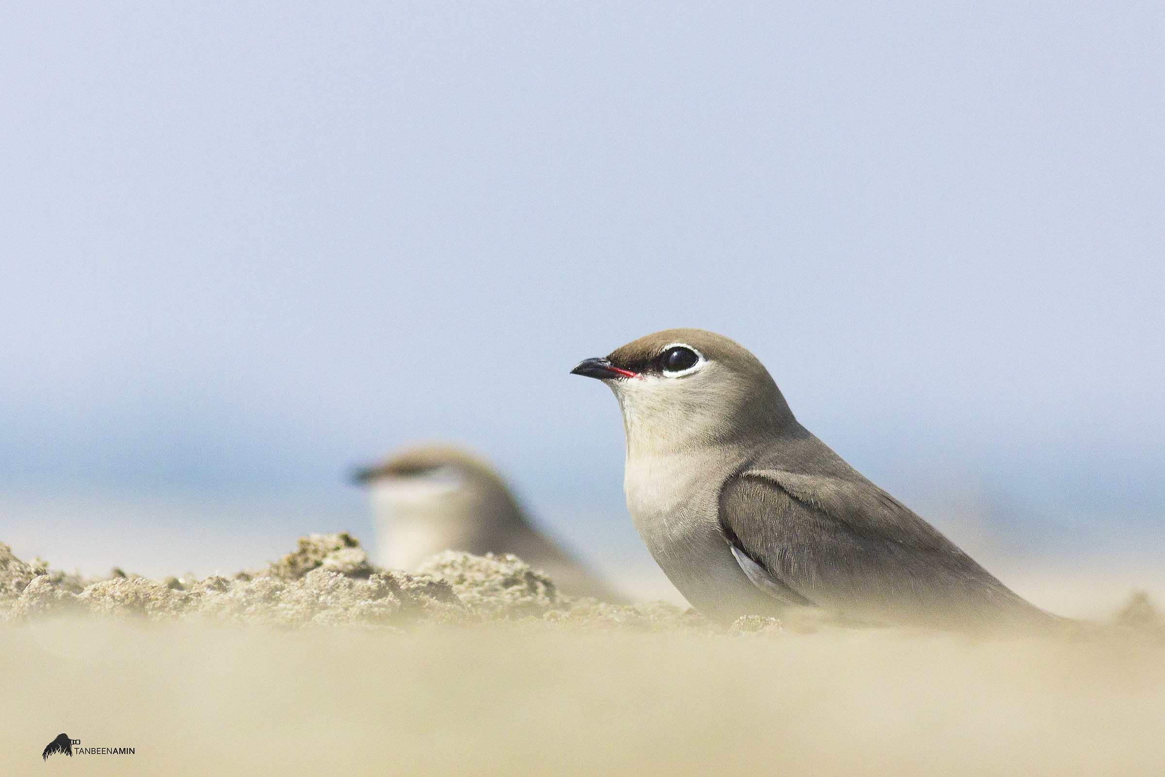 Small Pratincole
