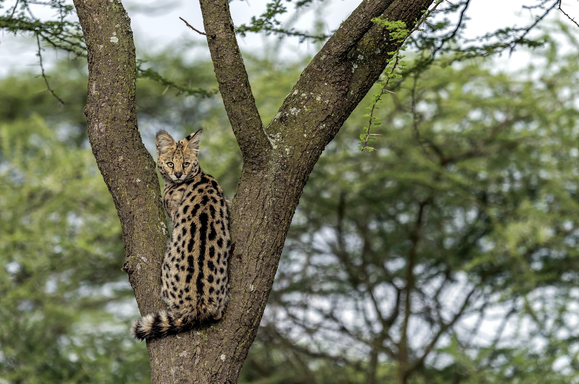 Tanzania 2017 - Serval