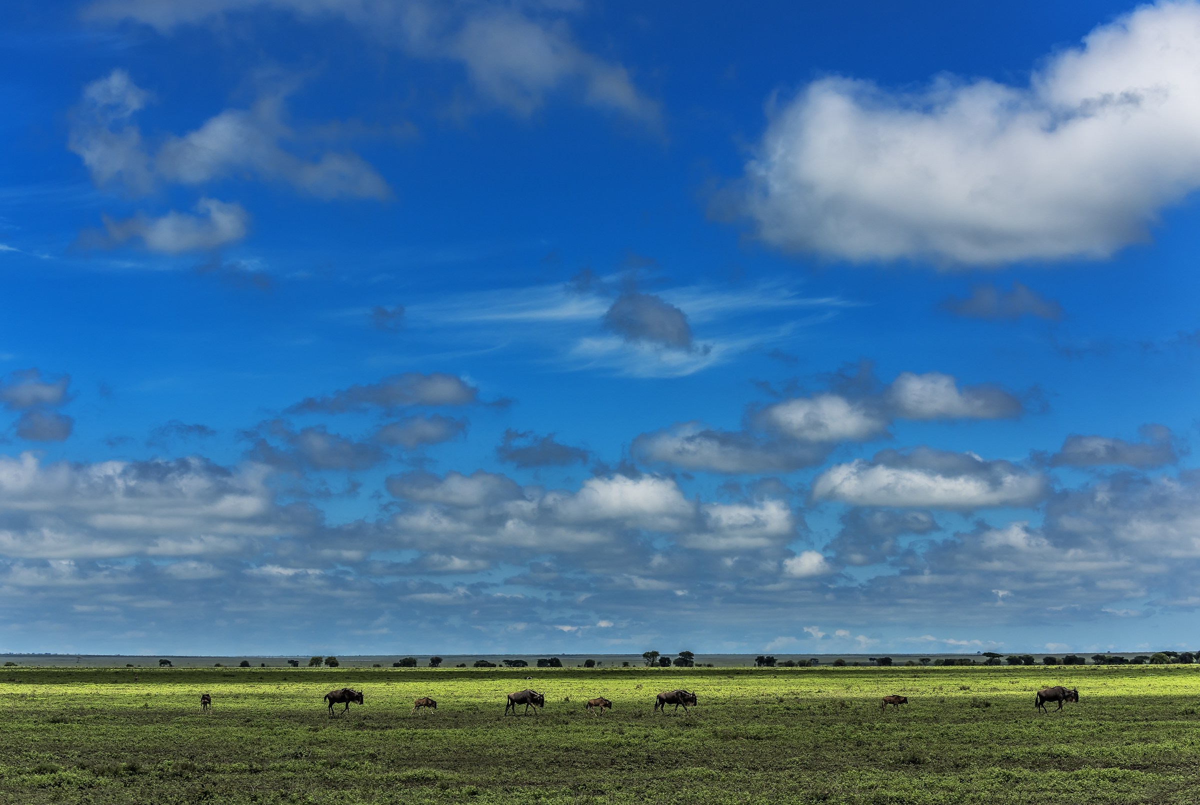 Tanzania 2017 - Great migration