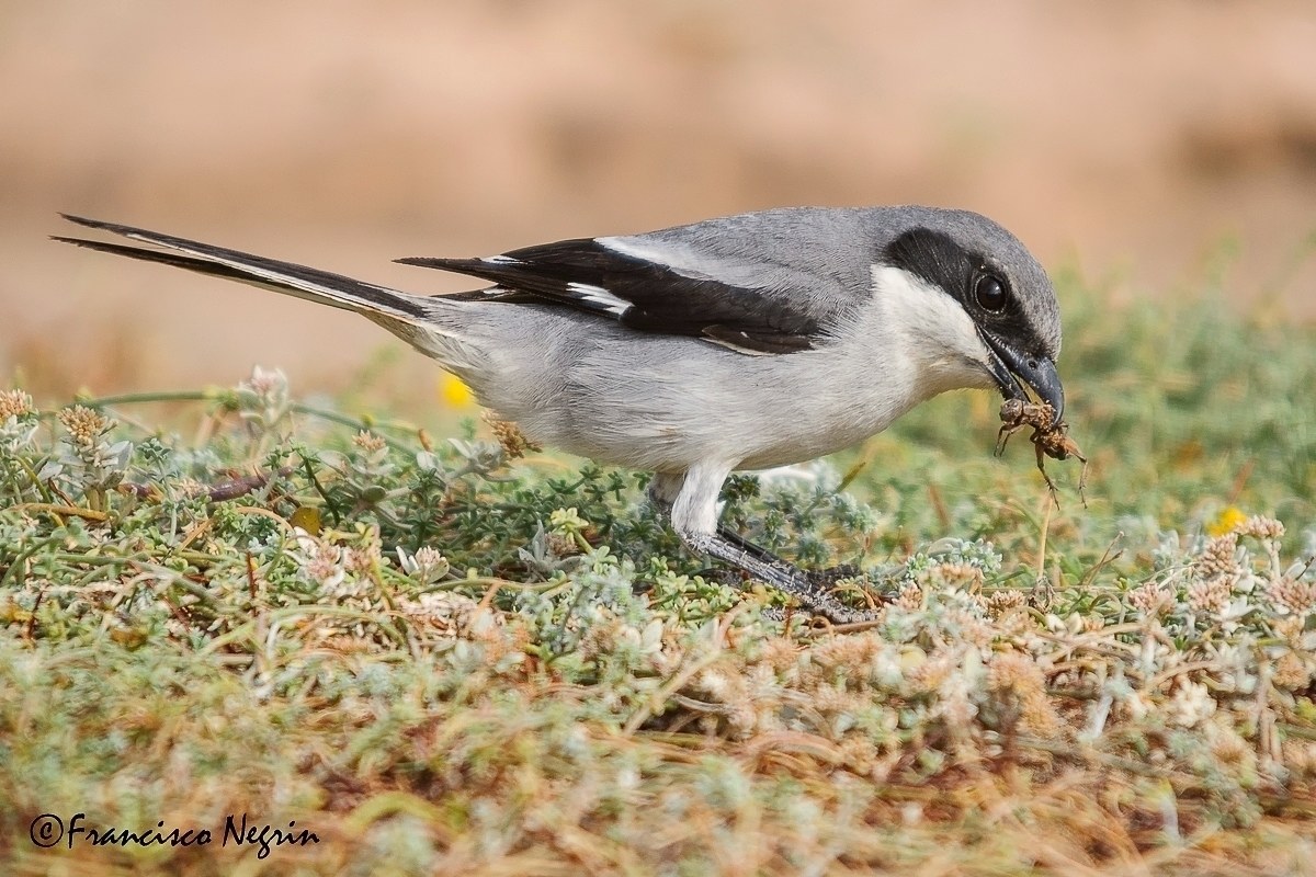 Il piccolo fuorilegge.
