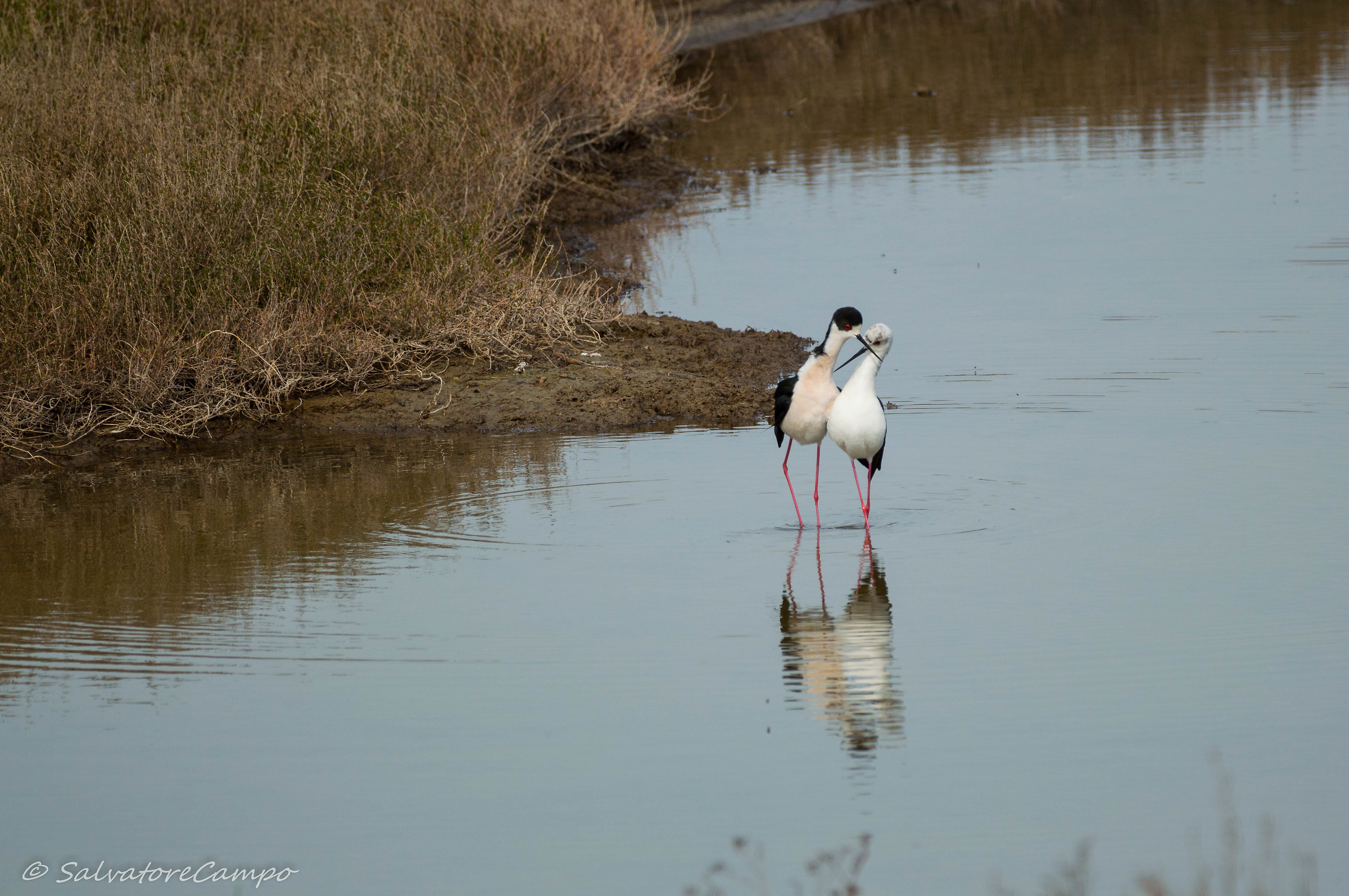 Knight of the Italian love